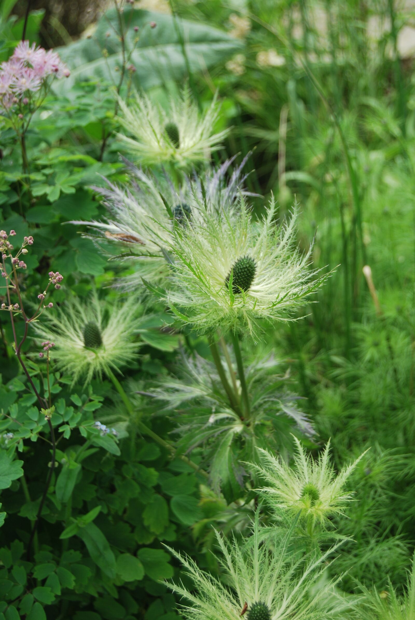 Nikon D60 sample photo. Plant, nature, flower photography