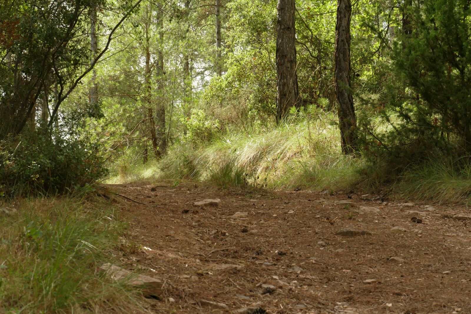 Panasonic Lumix DMC-FZ1000 sample photo. Forest, forest trail, forests photography