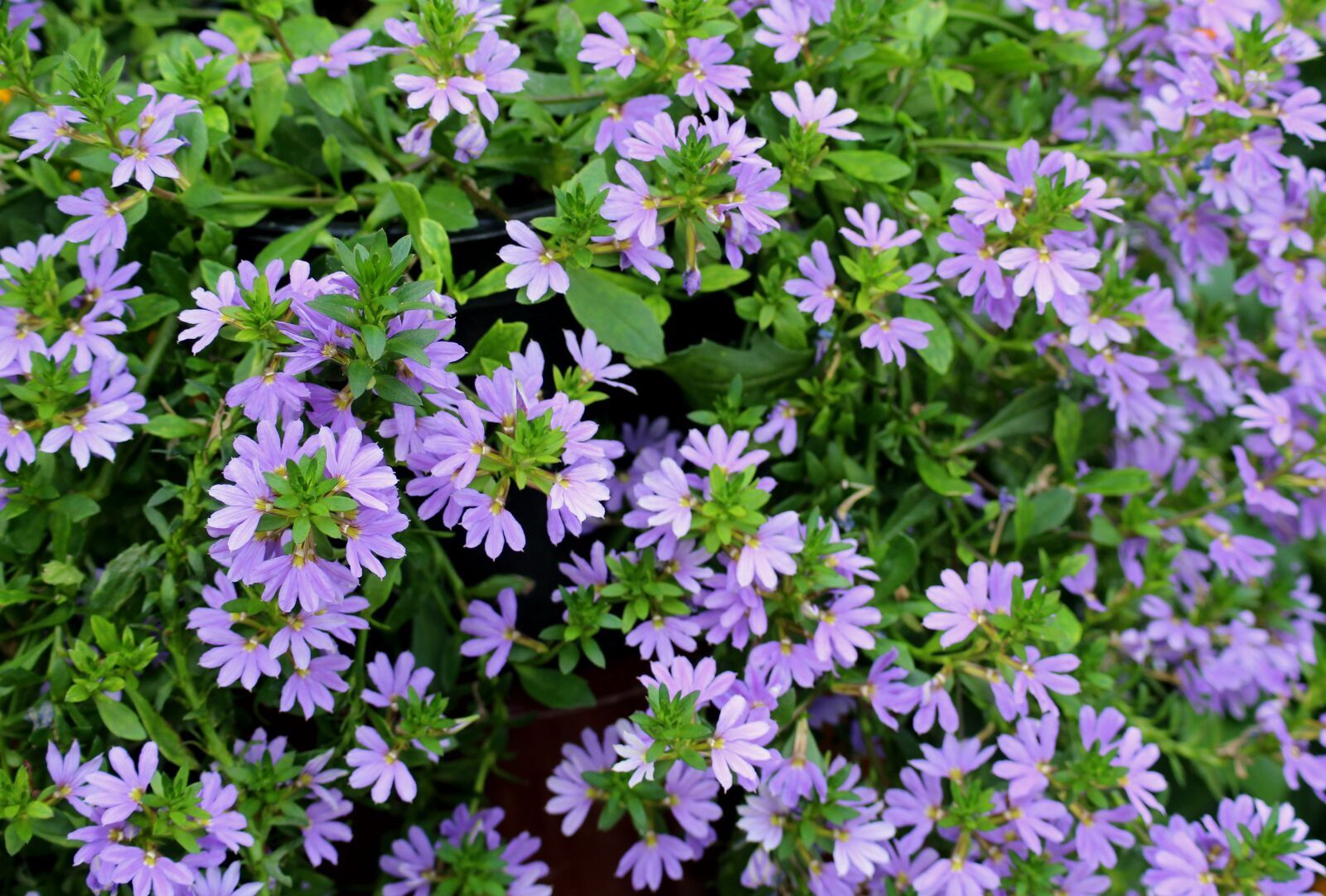 Canon EOS 1200D (EOS Rebel T5 / EOS Kiss X70 / EOS Hi) sample photo. Scewola, flowers, scaevola aemula photography