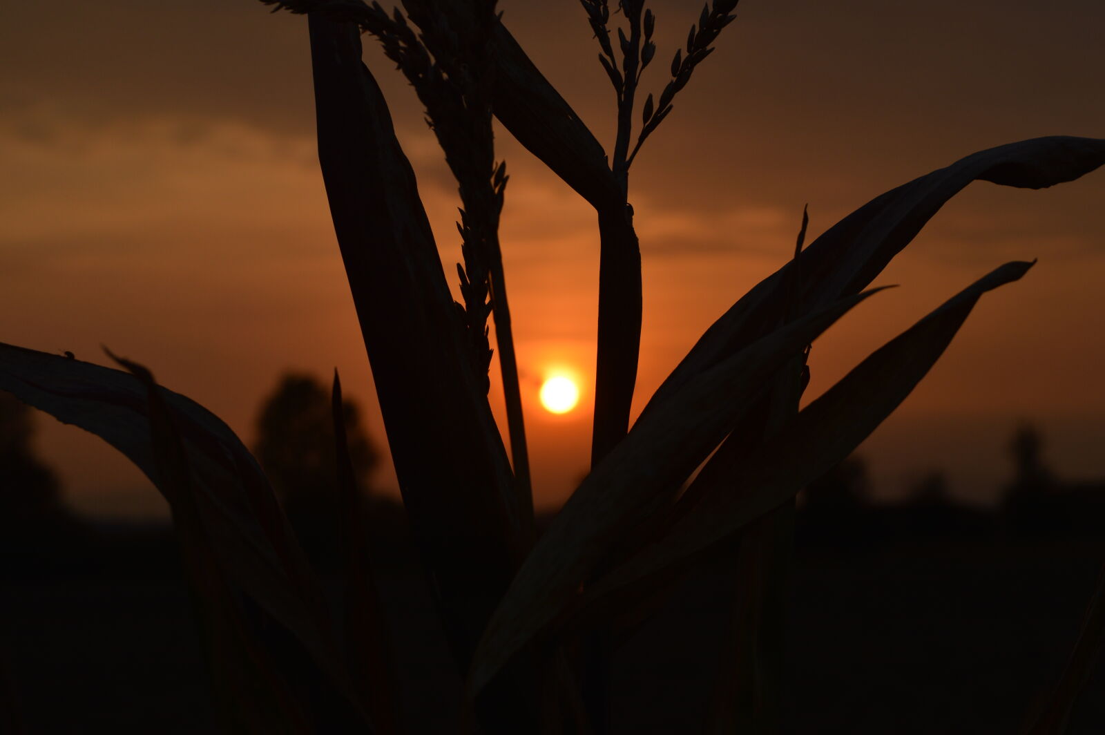 Nikon D3200 sample photo. Sun, sunset photography