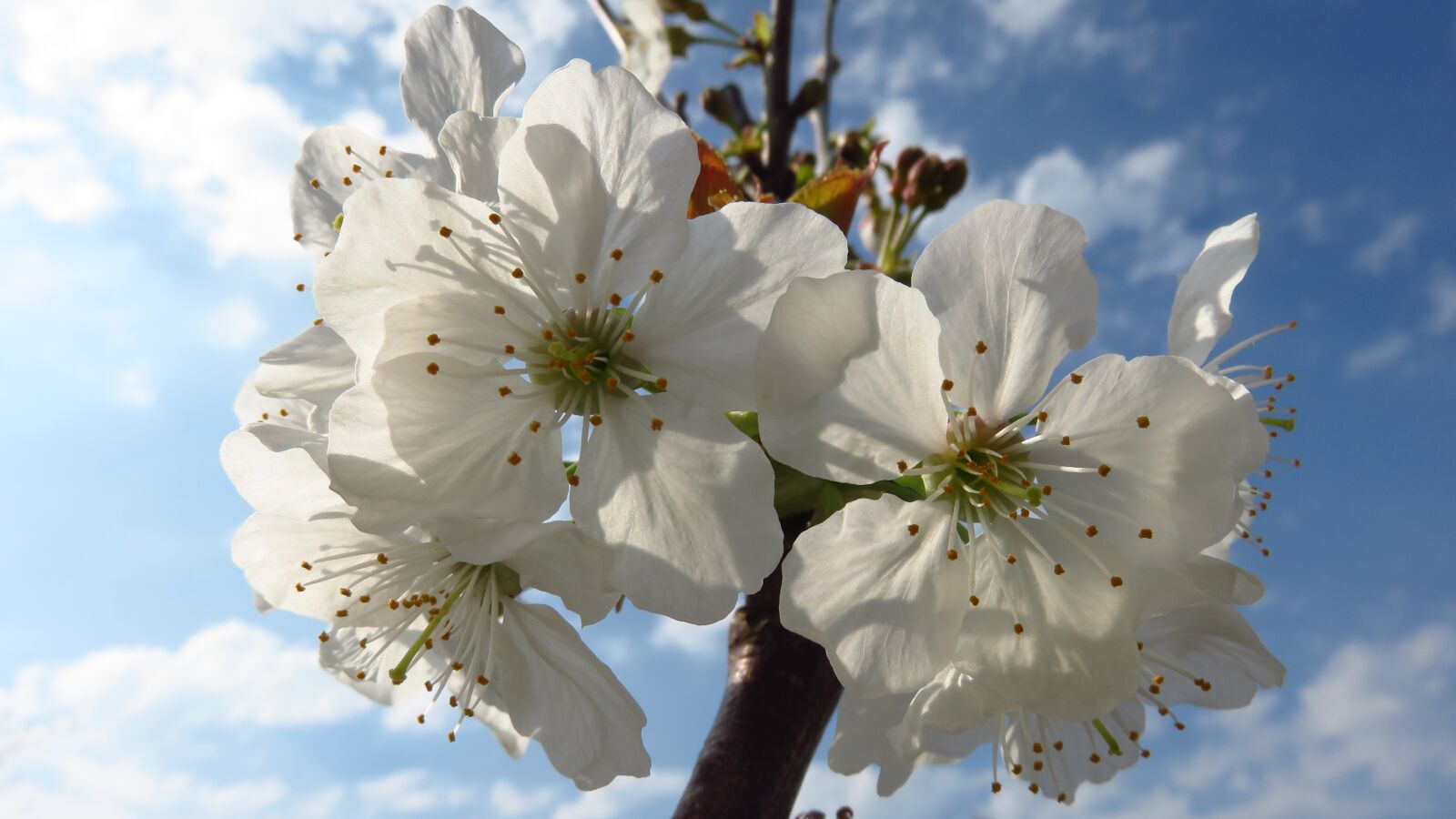Canon PowerShot SX700 HS sample photo. Blossom, cherry, spring photography