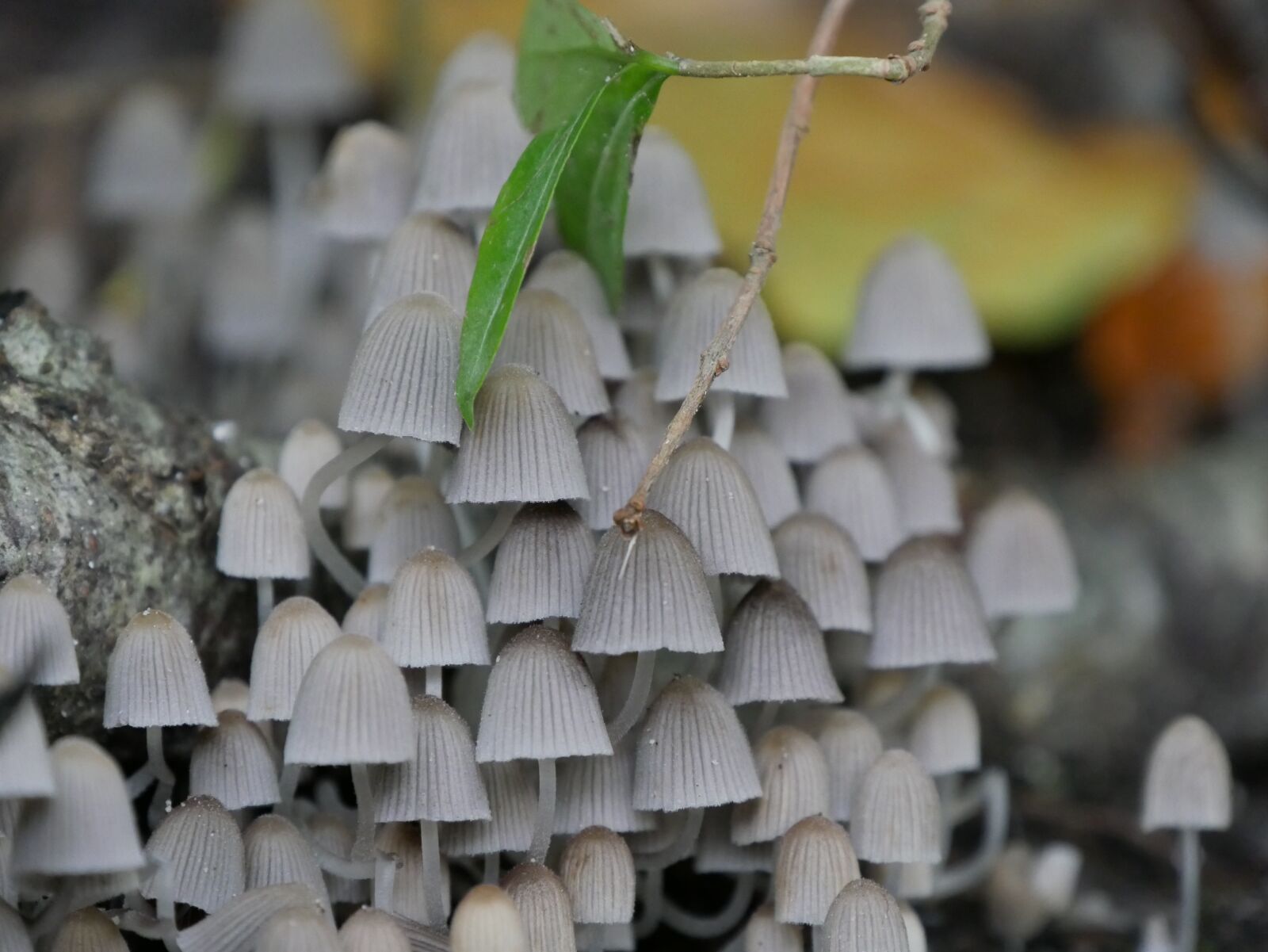 Panasonic DMC-G70 sample photo. Mushrooms, mushroom, forest photography