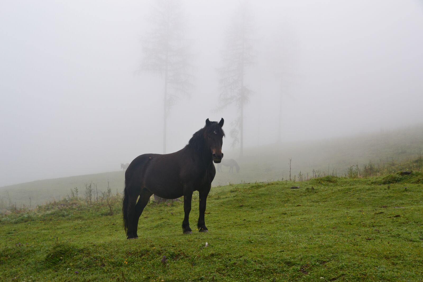 Nikon D3100 sample photo. Horse, fog, meadow photography
