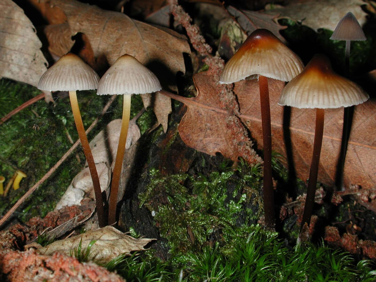 Nikon E990 sample photo. Wood, moss, mushroom, leaf photography
