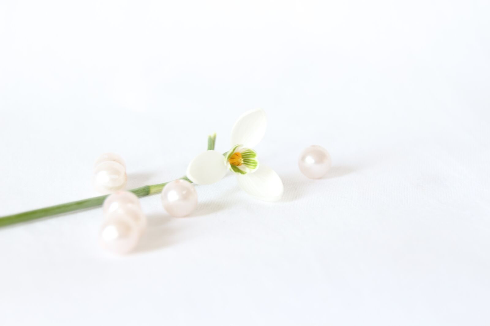 Canon EOS 100D (EOS Rebel SL1 / EOS Kiss X7) sample photo. Nice, plant, white photography
