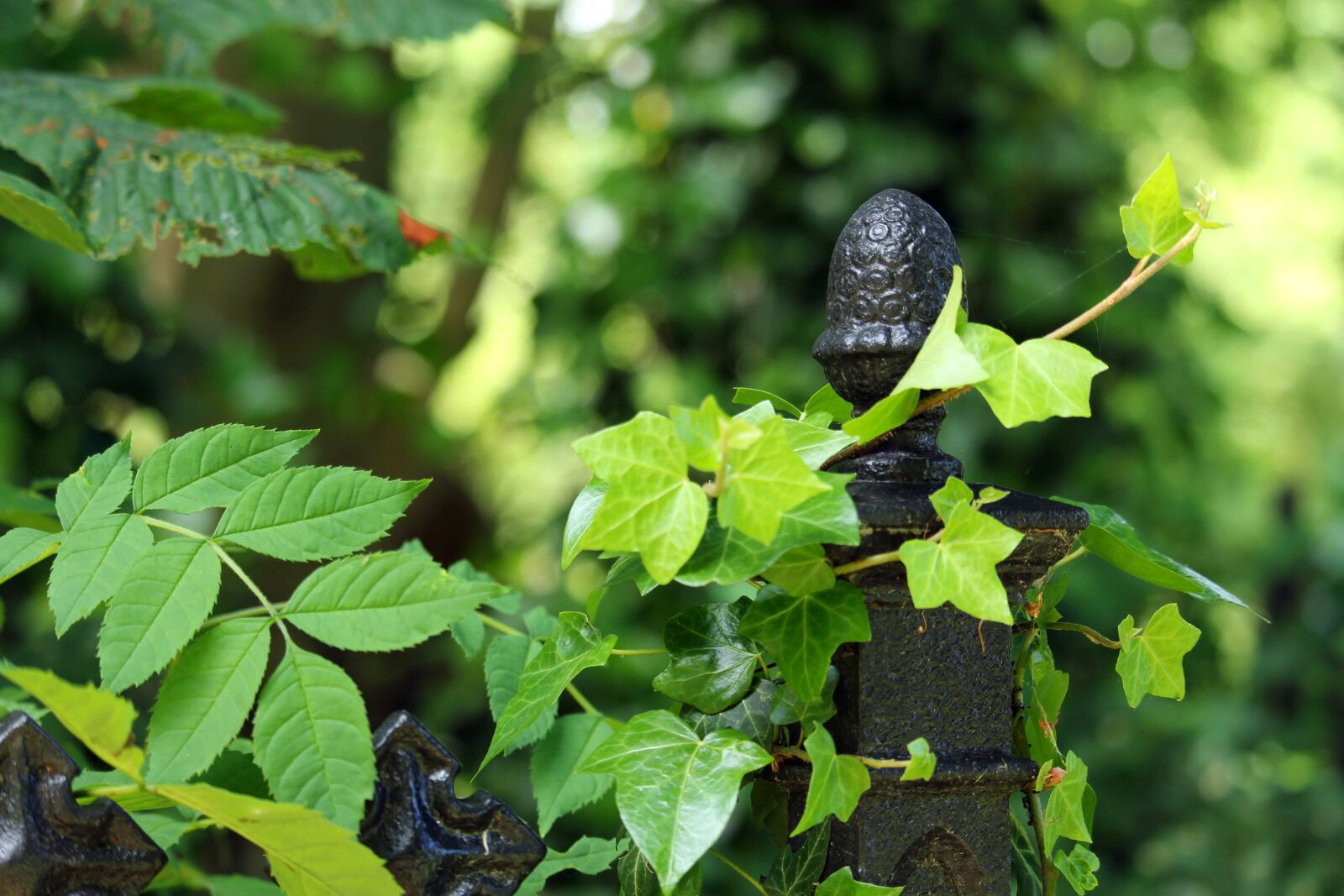 Canon EF-S 55-250mm F4-5.6 IS STM sample photo. Grave, cemetery, iron fence photography