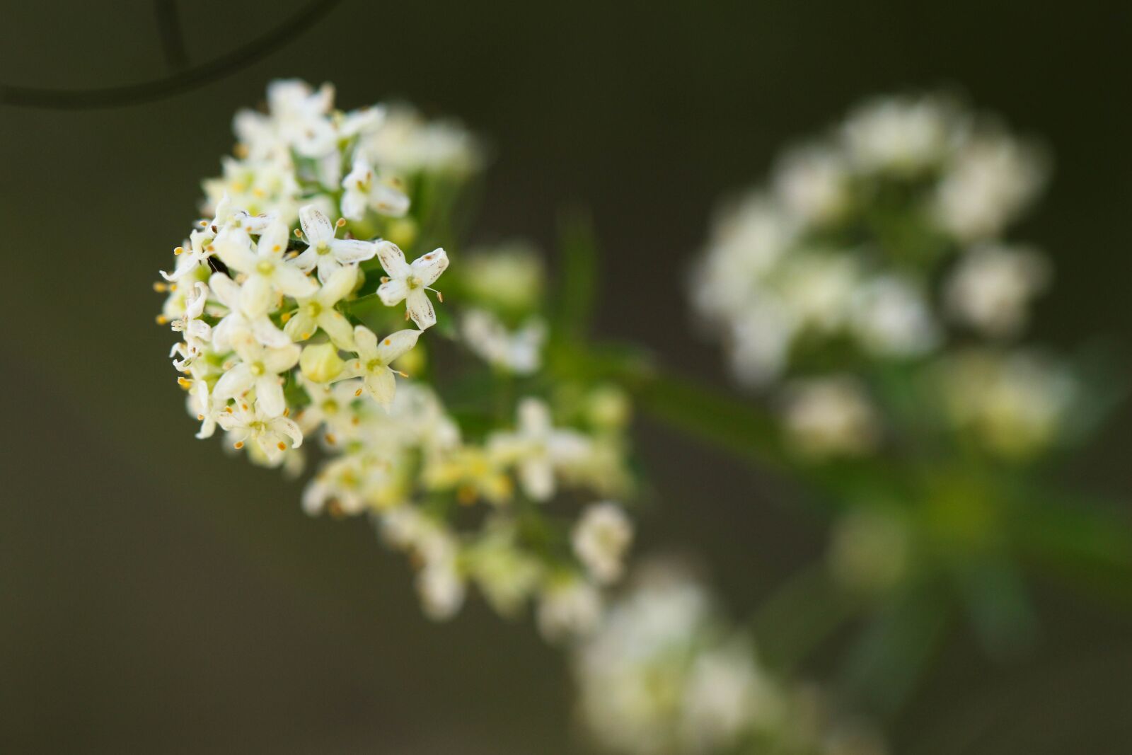 Canon EOS 7D Mark II sample photo. Wildflower, flower, summer flower photography