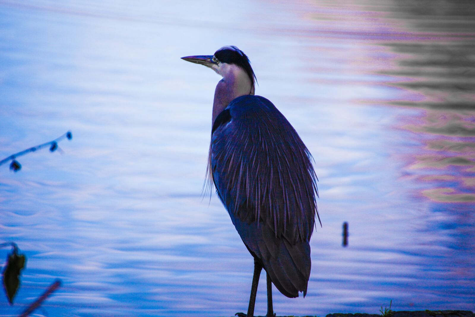 Canon EOS 5D Mark II sample photo. Bird, heron, lakeside photography