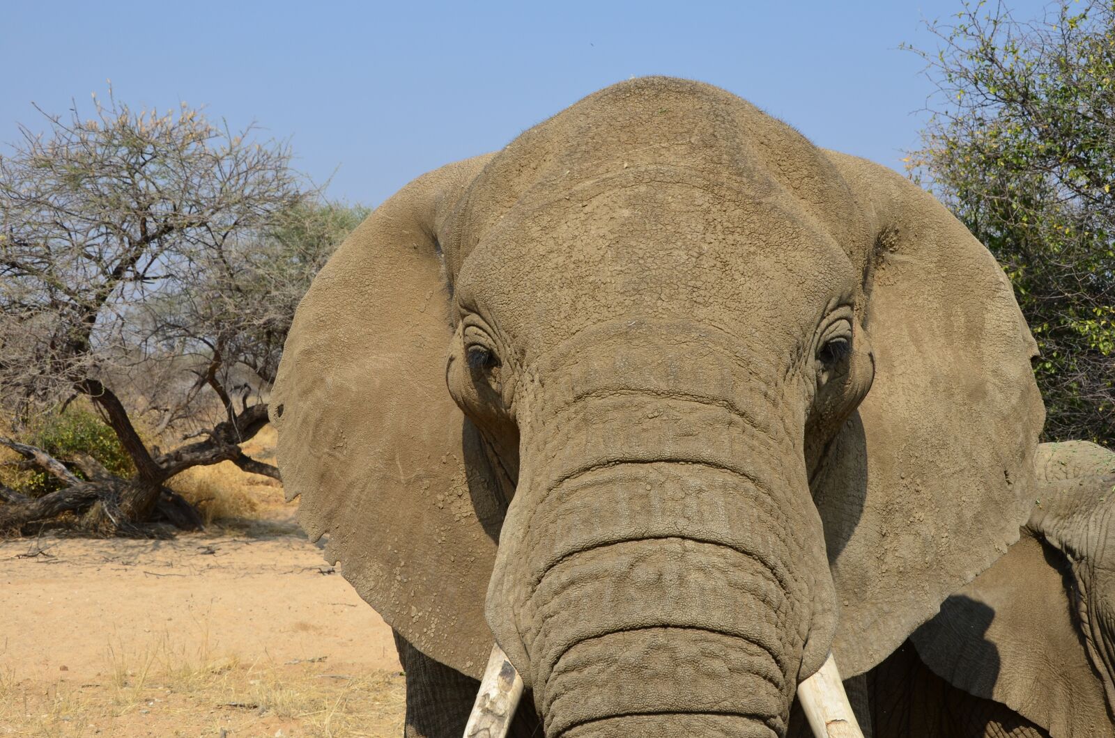 Nikon D5100 sample photo. Elephant, sky, blue photography