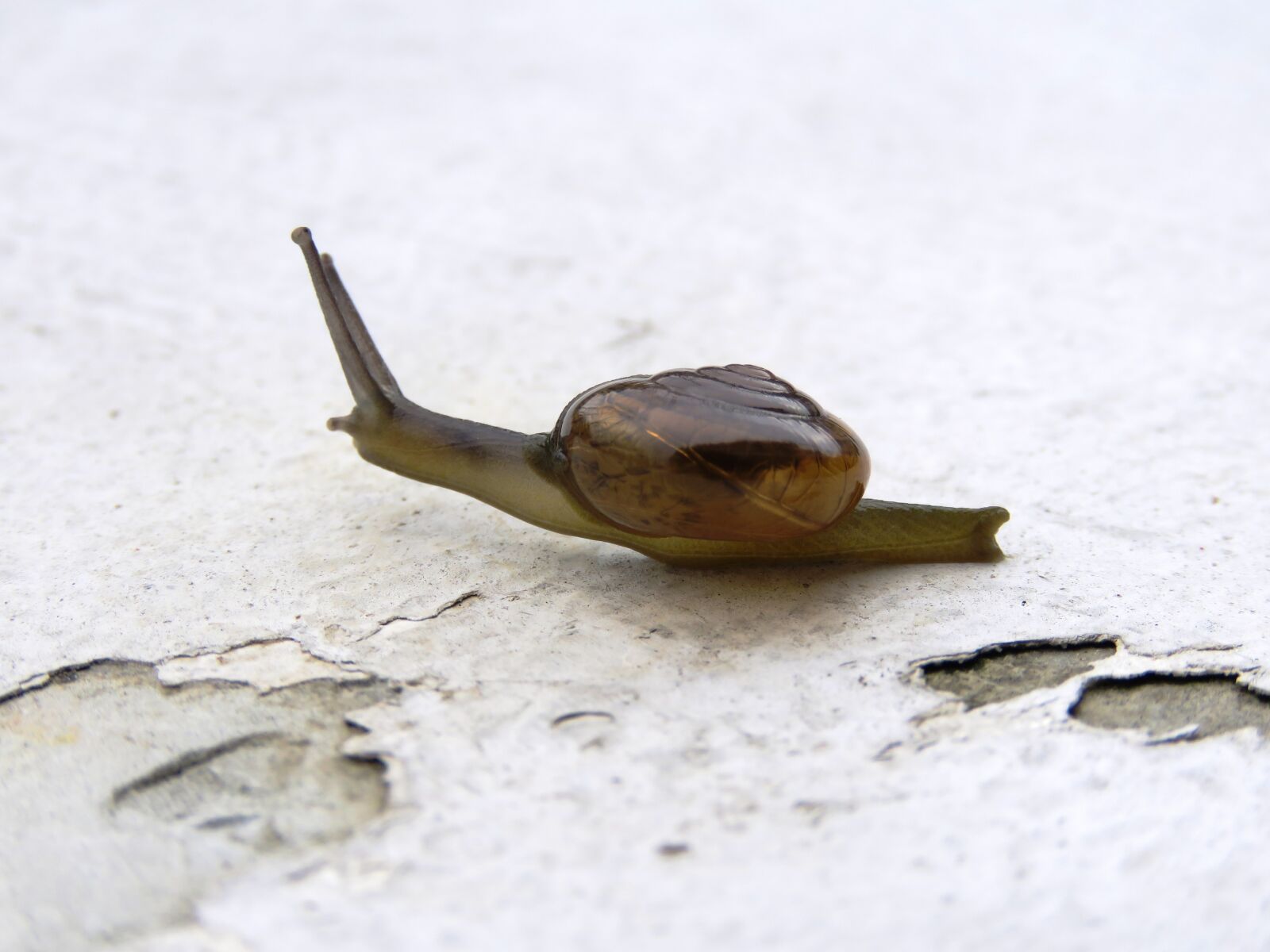 Canon PowerShot SX60 HS sample photo. Snail, alone, animal photography