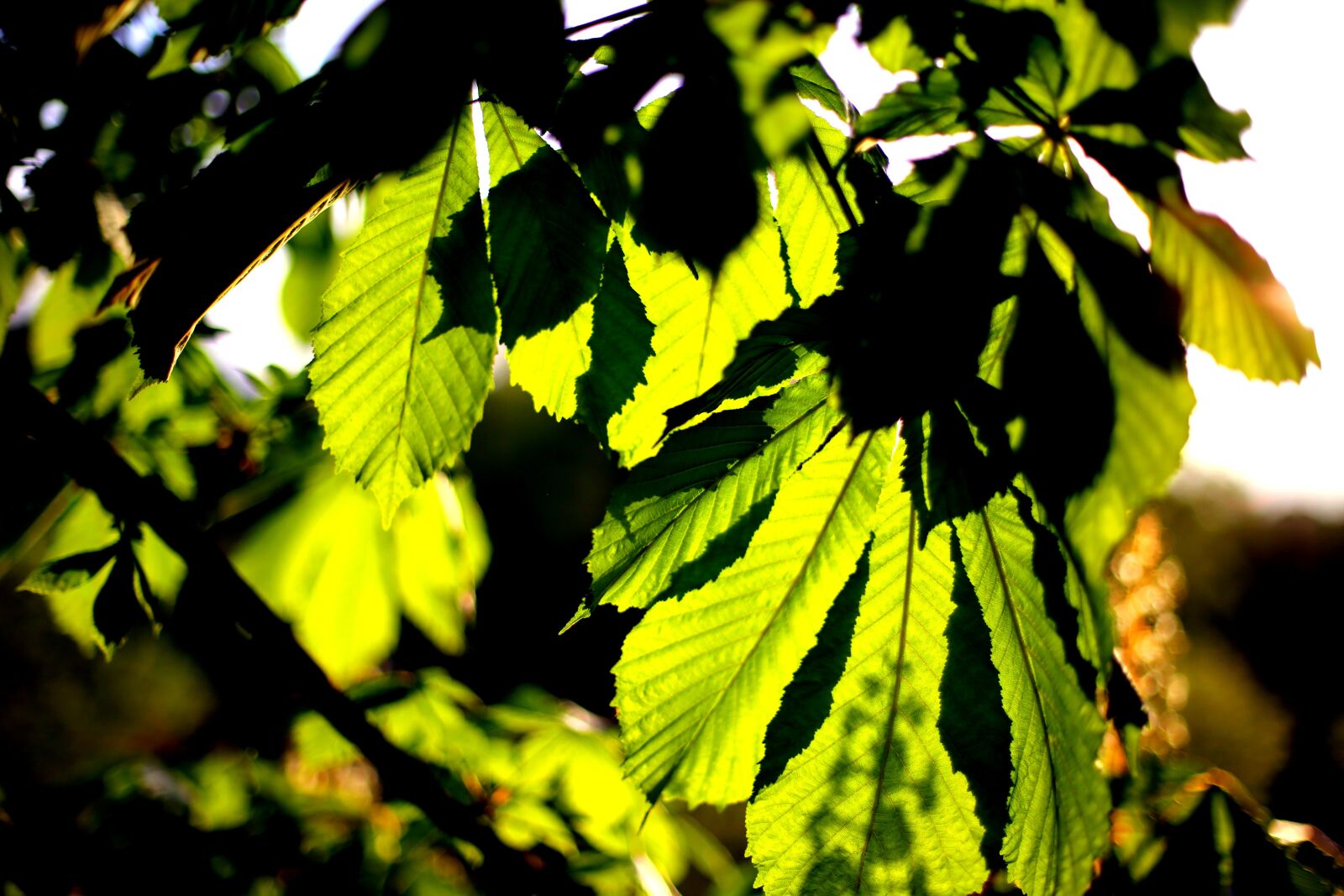 Canon EOS 6D + Canon EF 50mm F1.4 USM sample photo. Trees, light, shadow photography