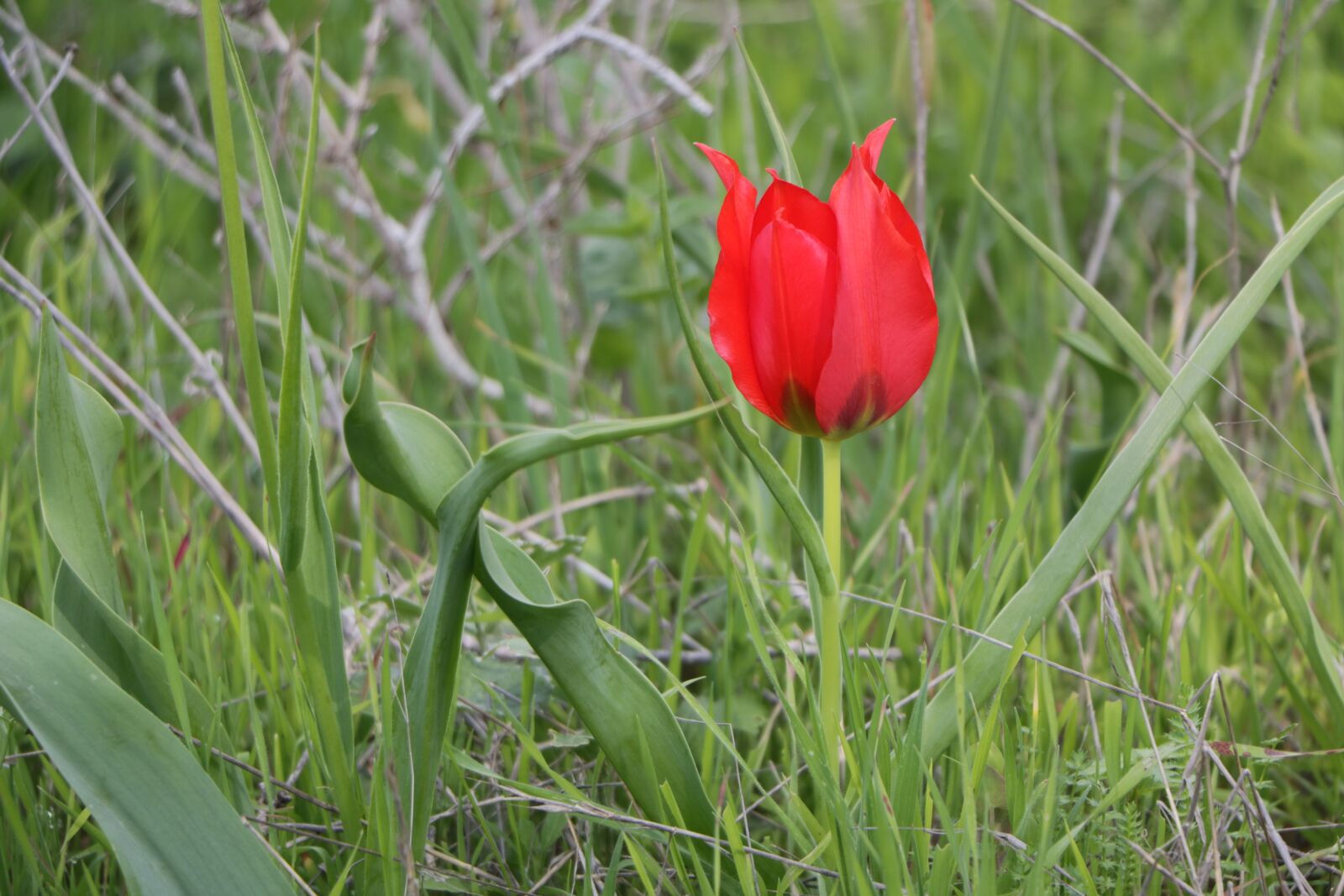 Canon EOS 760D (EOS Rebel T6s / EOS 8000D) sample photo. Nature, flower, flora photography