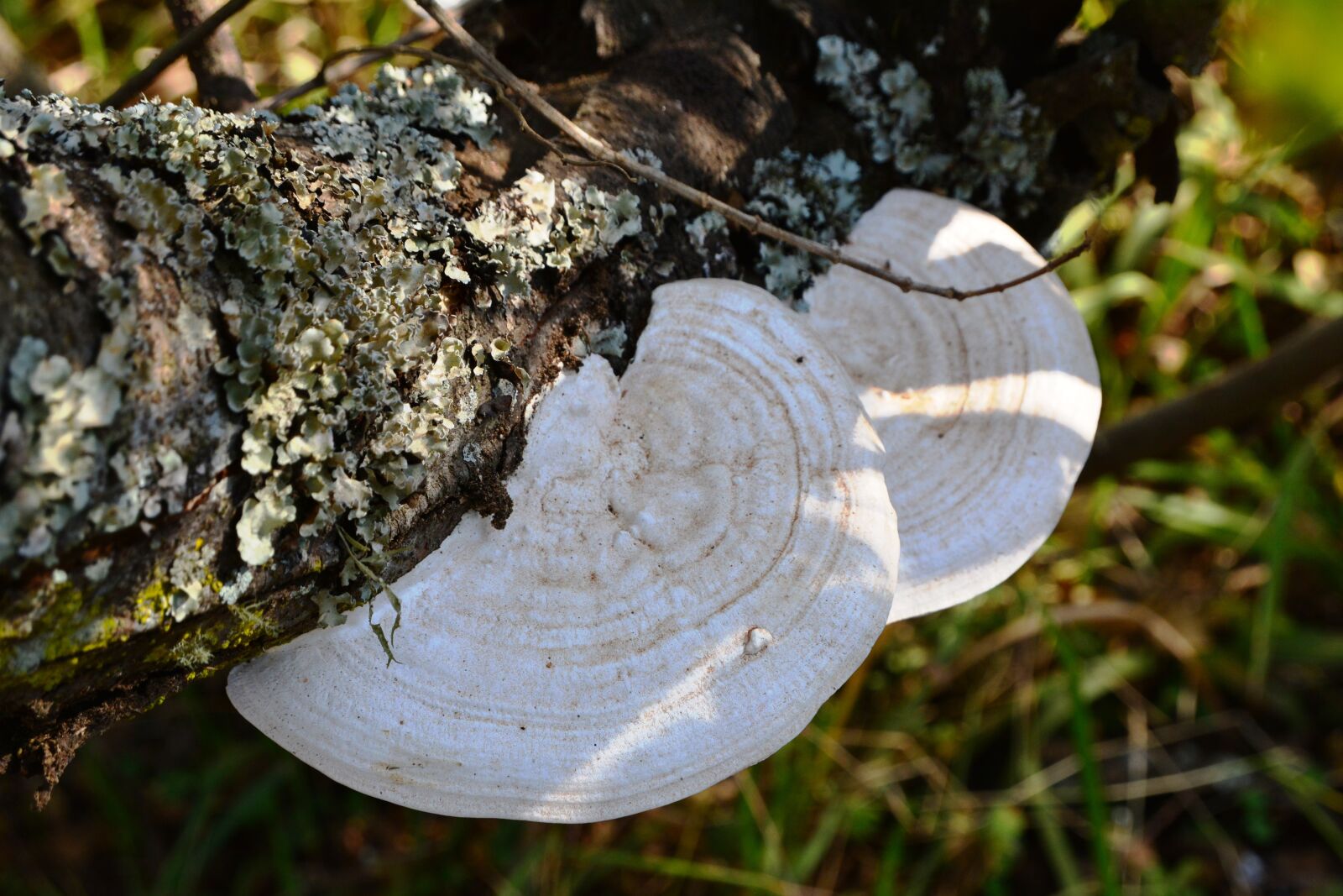 Nikon D5200 sample photo. Polypore, bracket, species photography