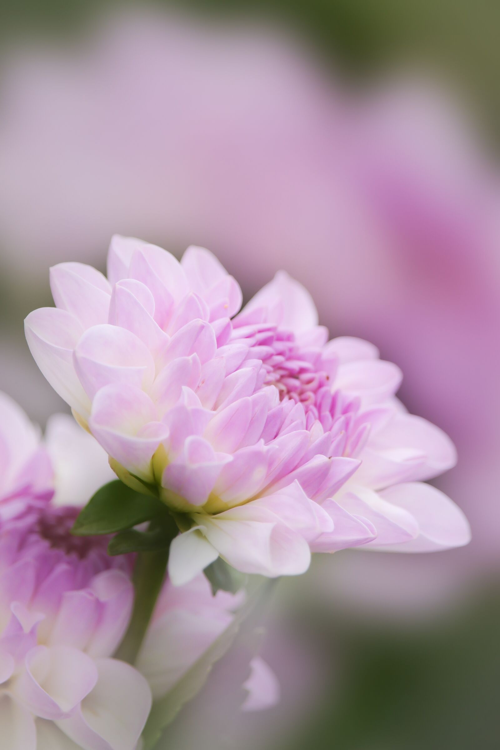 Canon EF-S 55-250mm F4-5.6 IS STM sample photo. Pink, dahlia, flower photography