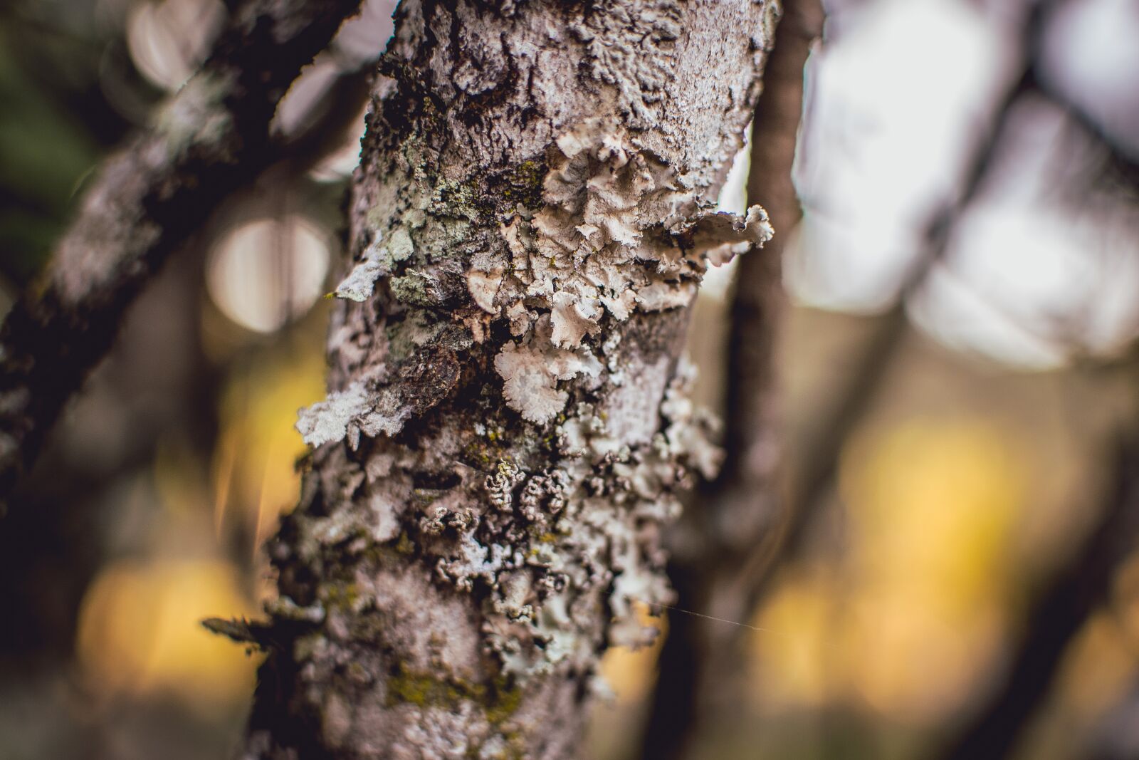 Nikon D3300 sample photo. Branch, cerrado, no person photography