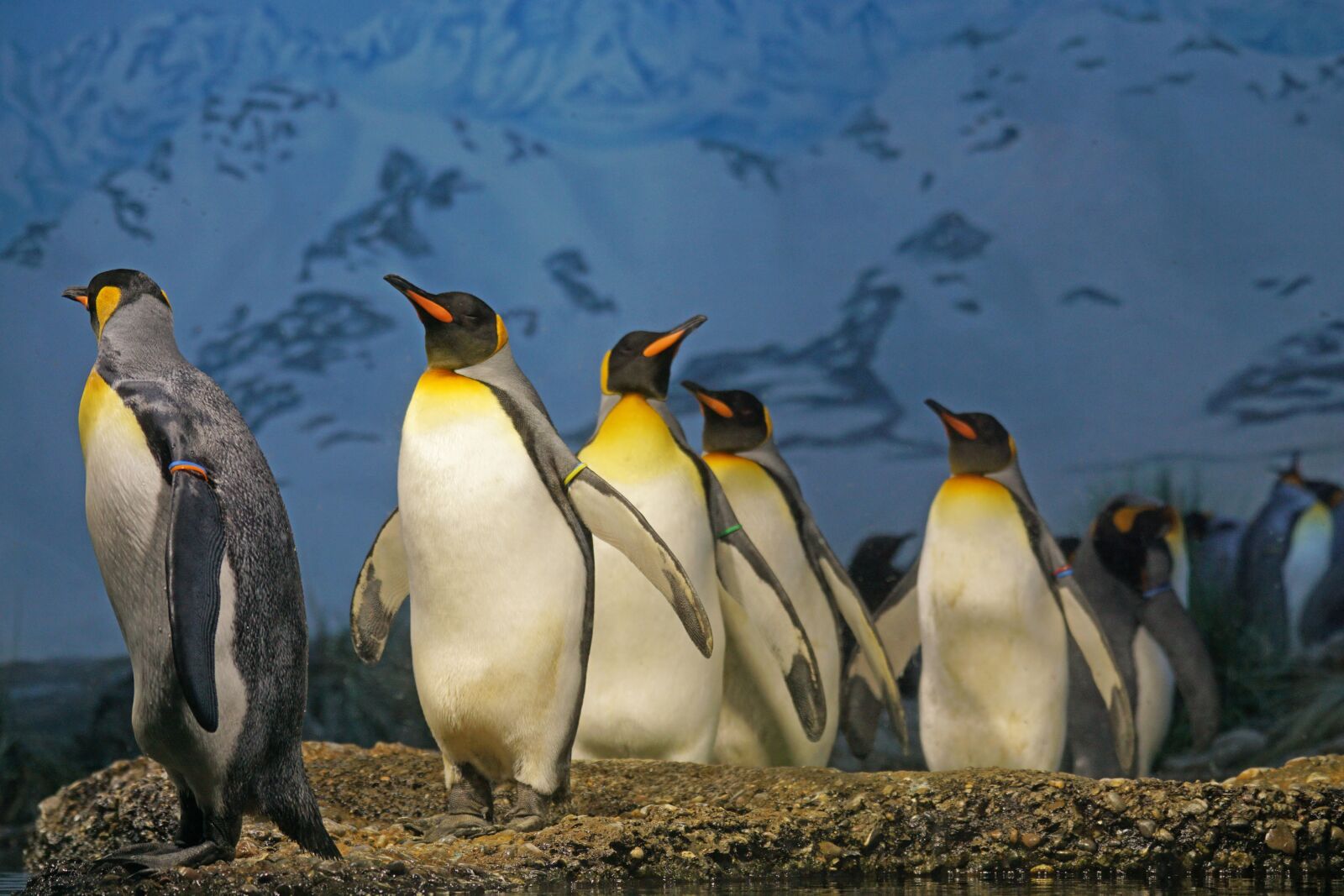 Sony 70-400mm F4-5.6 G SSM sample photo. King penguin, penguin, beaks photography