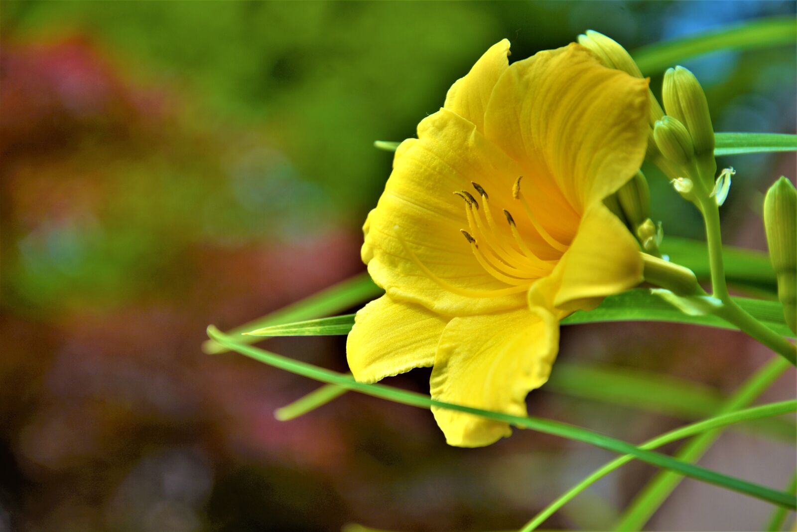 Nikon D7100 sample photo. Flower, lilly, yellow photography