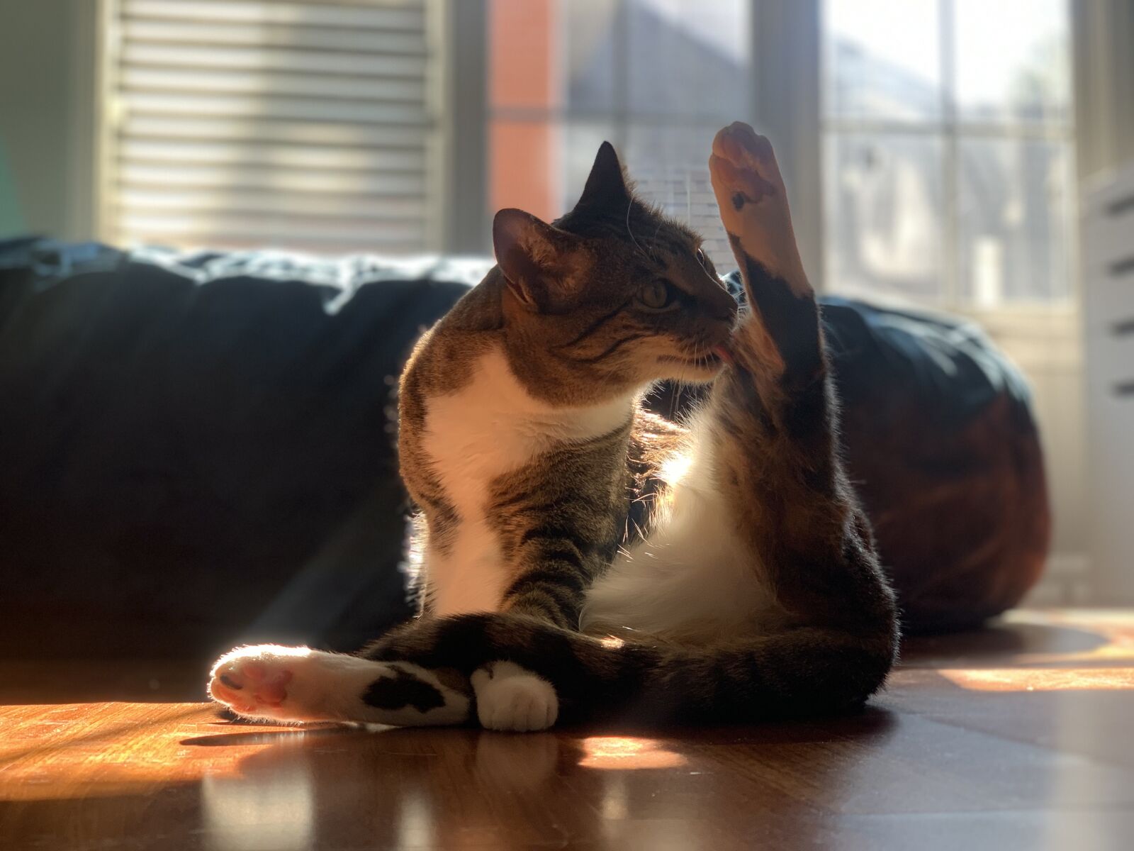 Apple iPhone XS Max sample photo. Cat, sunset, sun photography