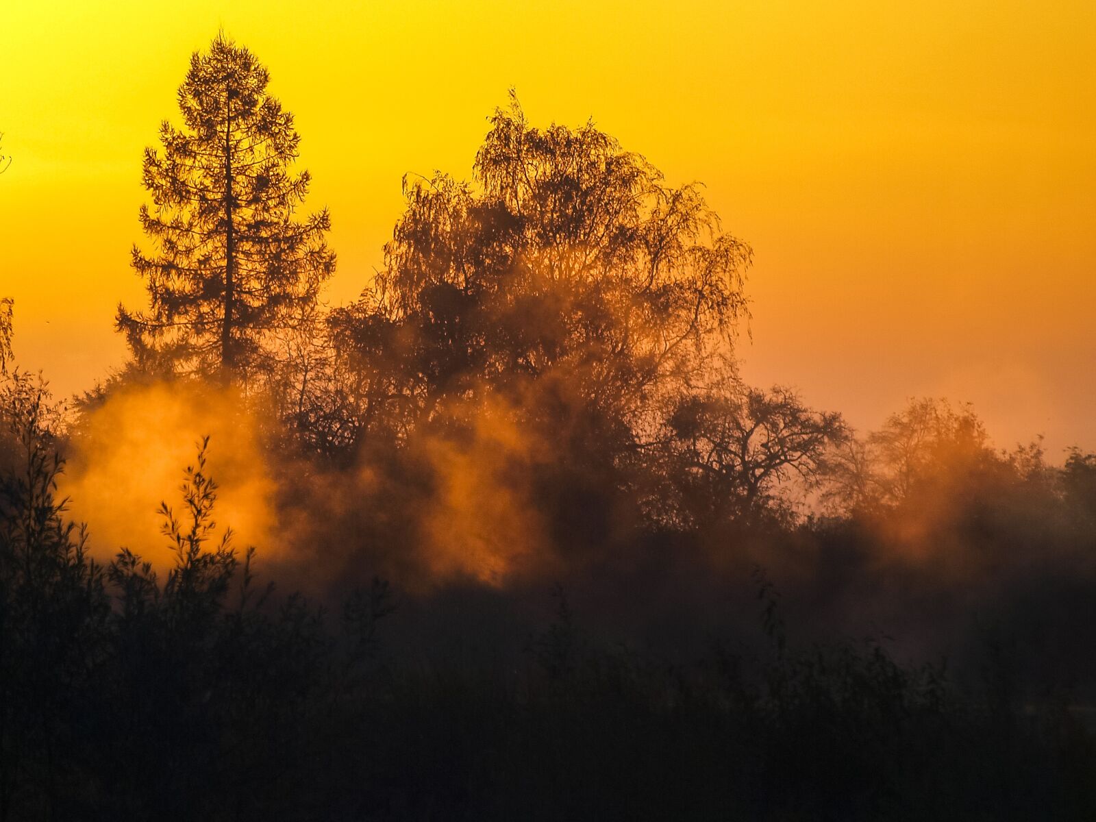 Olympus E-3 sample photo. Landscape, fog, trees photography