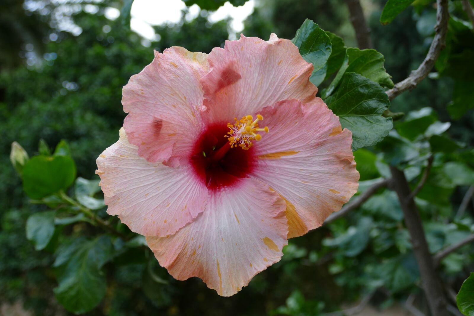 Panasonic Lumix DMC-FZ1000 sample photo. Hibiscus, flower, plant photography