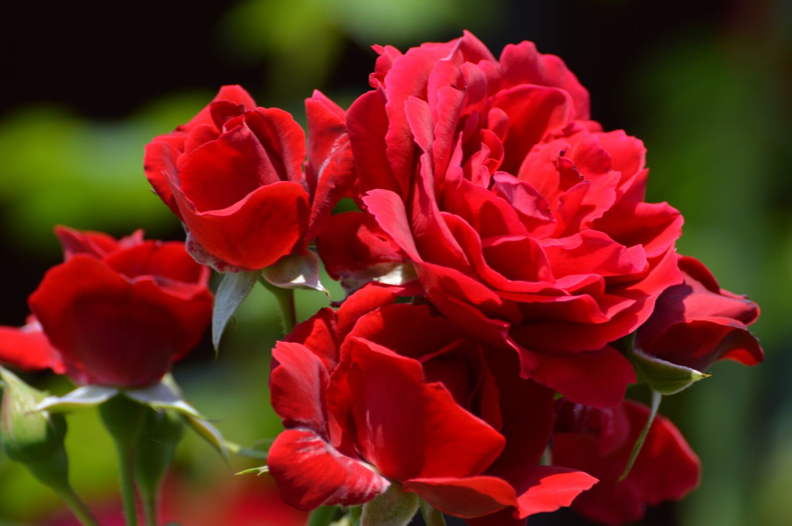 Nikon D3200 sample photo. Red roses, summer, garden photography