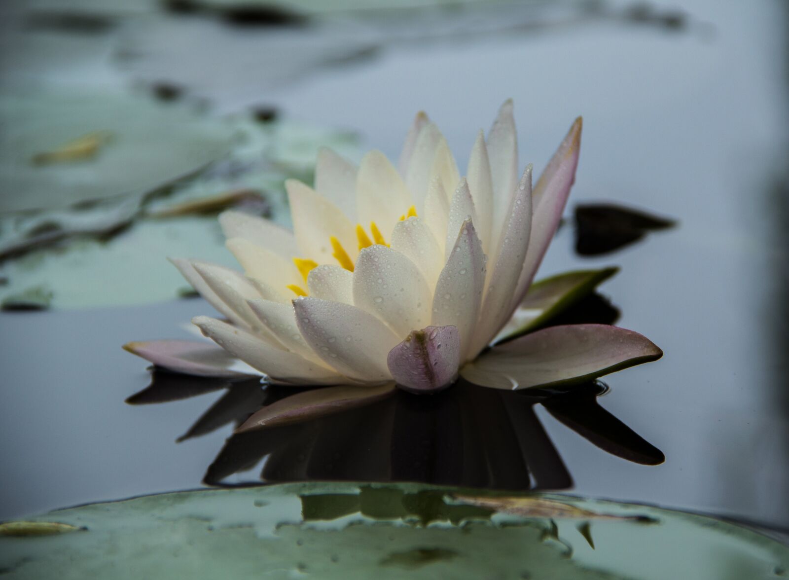 Canon EF-S 18-135mm F3.5-5.6 IS sample photo. Water lilies, early in photography