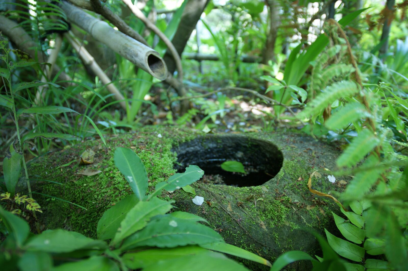 Sony Alpha DSLR-A350 sample photo. And, natural, japan garden photography