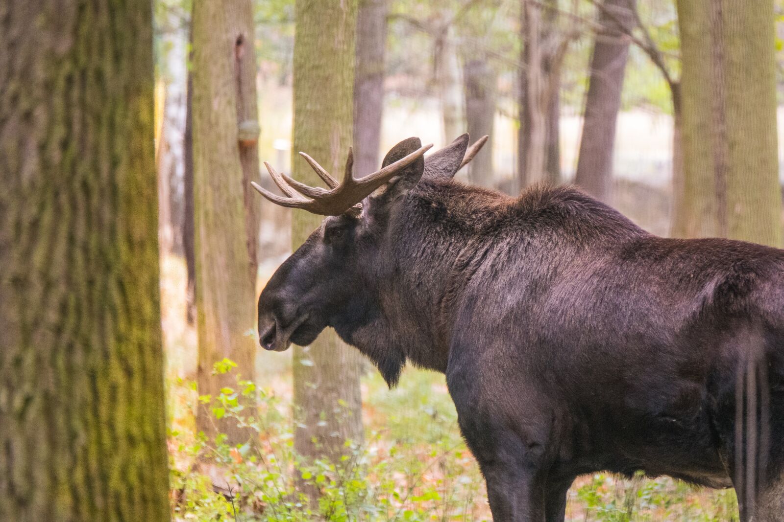 Sony Cyber-shot DSC-RX10 IV sample photo. Elk, forest, autumn photography