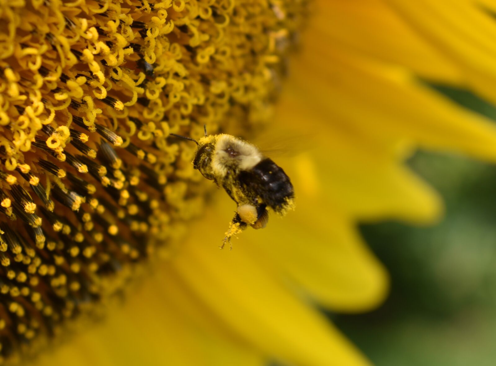 Nikon D5500 sample photo. Bumblebee, bee, pollen photography