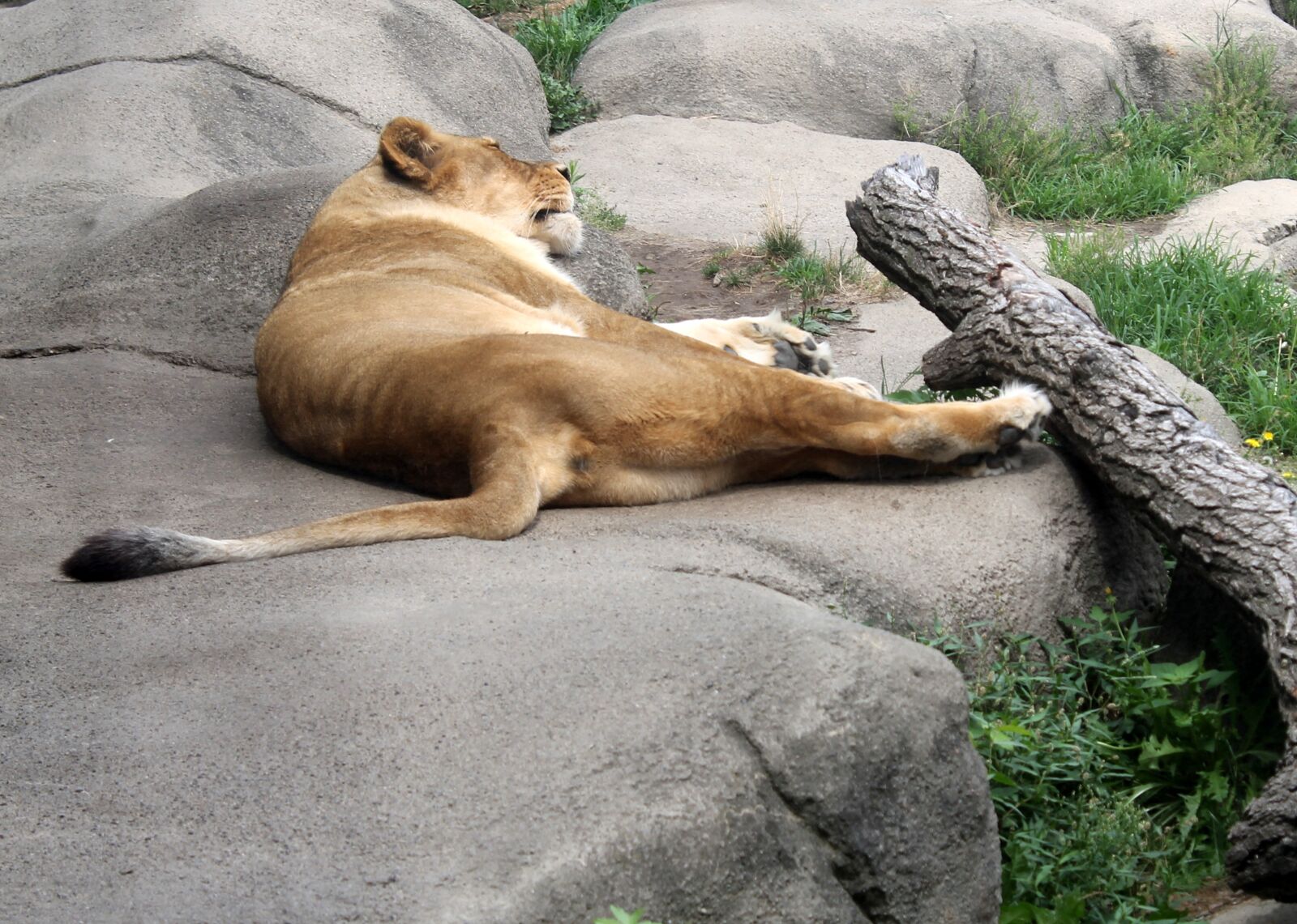 Canon EOS 1100D (EOS Rebel T3 / EOS Kiss X50) sample photo. Lioness, zoo, lion photography