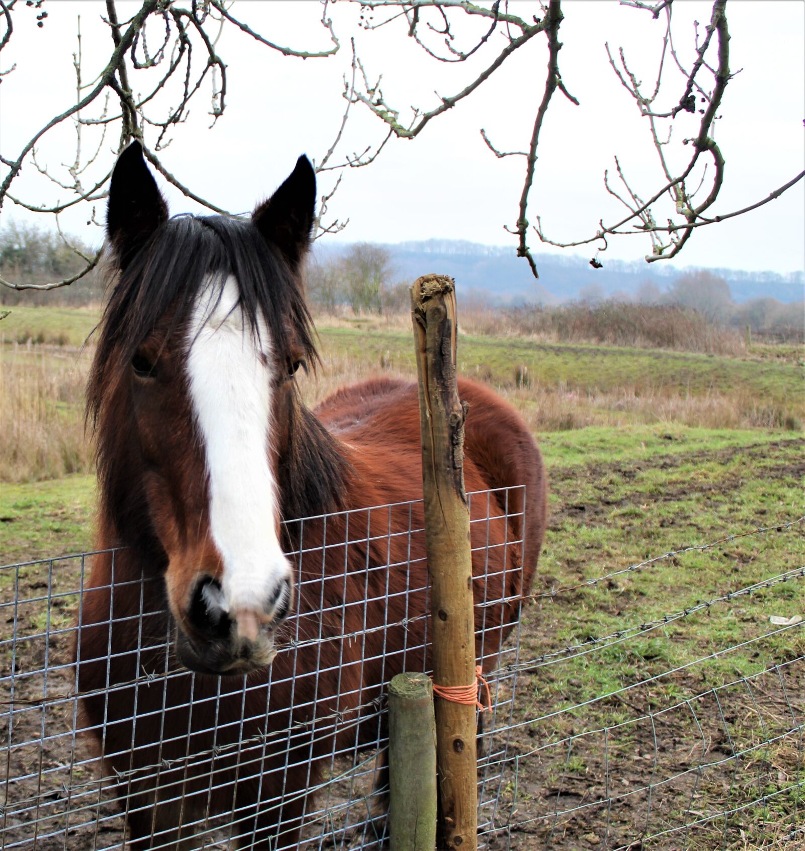 Canon EOS 4000D (EOS Rebel T100 / EOS 3000D) sample photo. Horse, field, animal photography