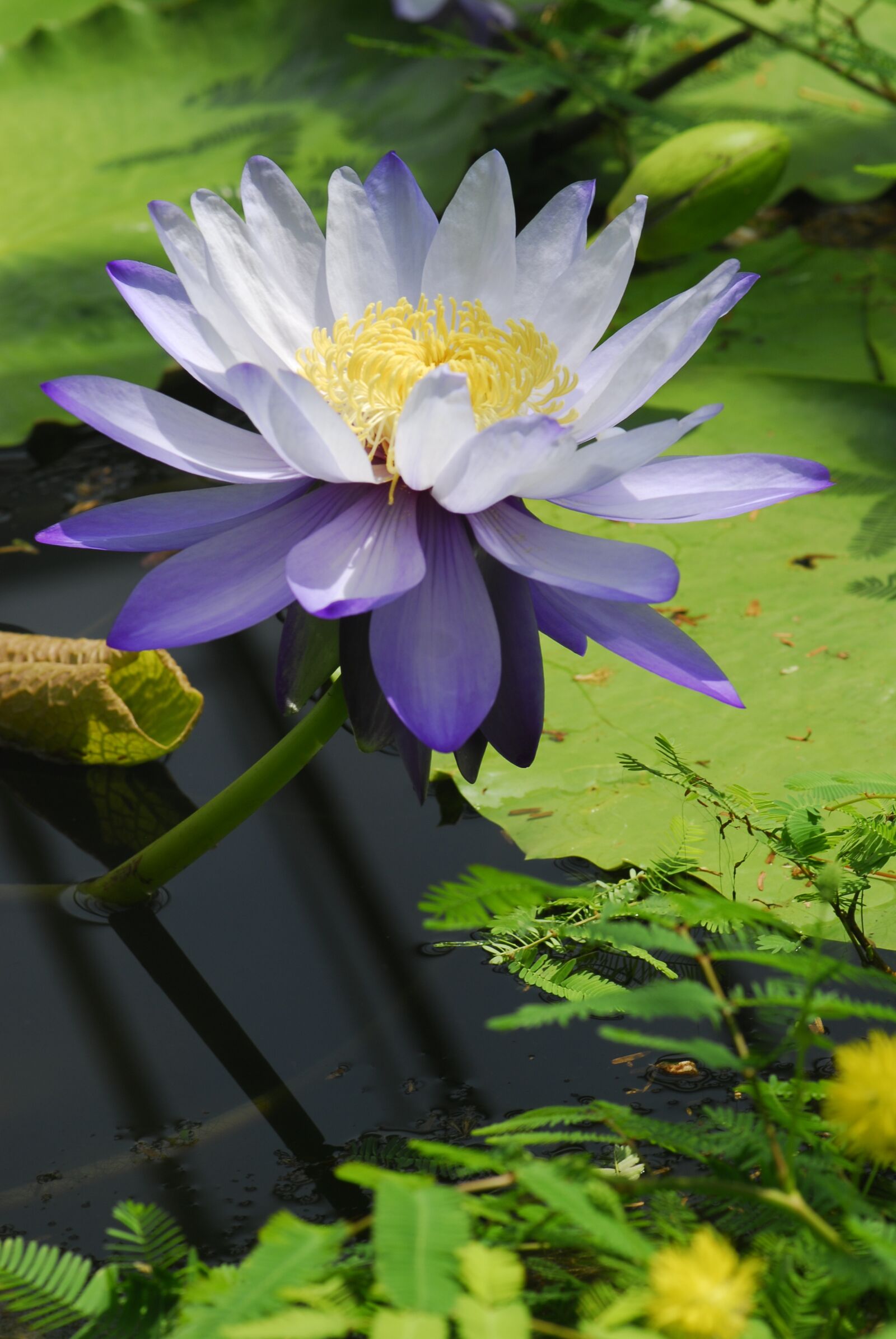 Nikon D200 sample photo. Flower, plant, nature photography