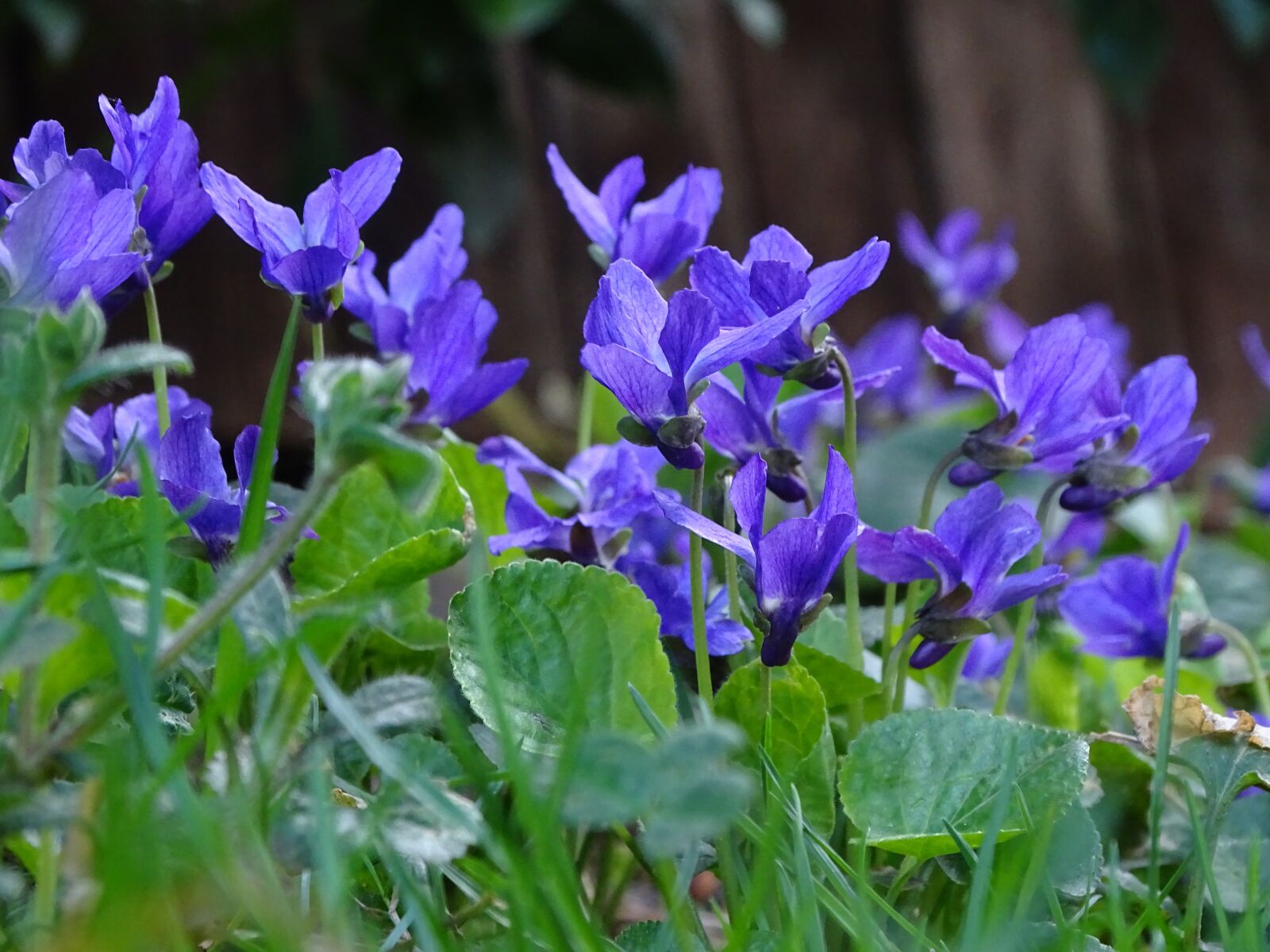 Sony Cyber-shot DSC-HX400V sample photo. Flower, plant, nature photography