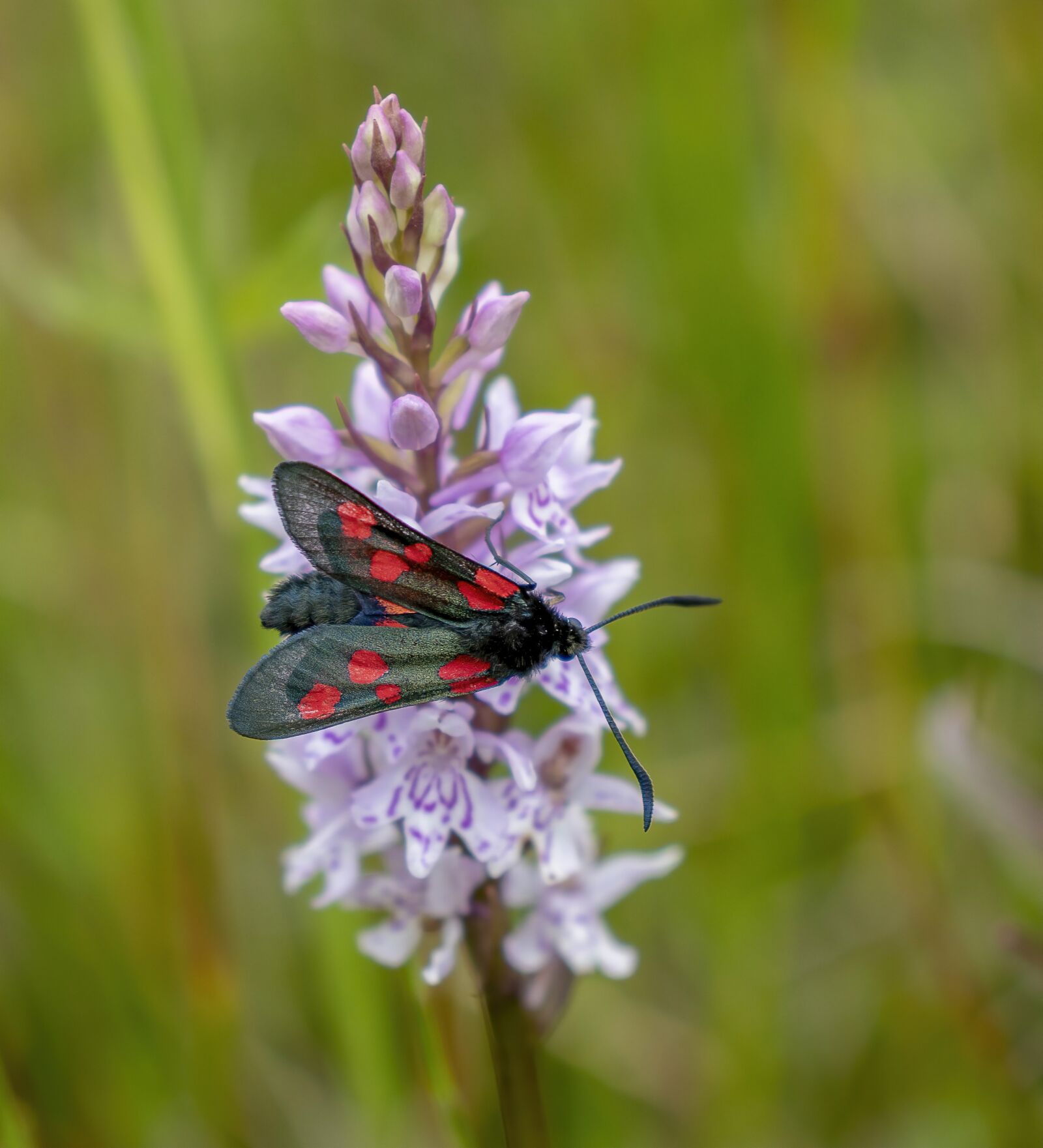 Canon EOS 800D (EOS Rebel T7i / EOS Kiss X9i) sample photo. Burnet, moth, insect photography