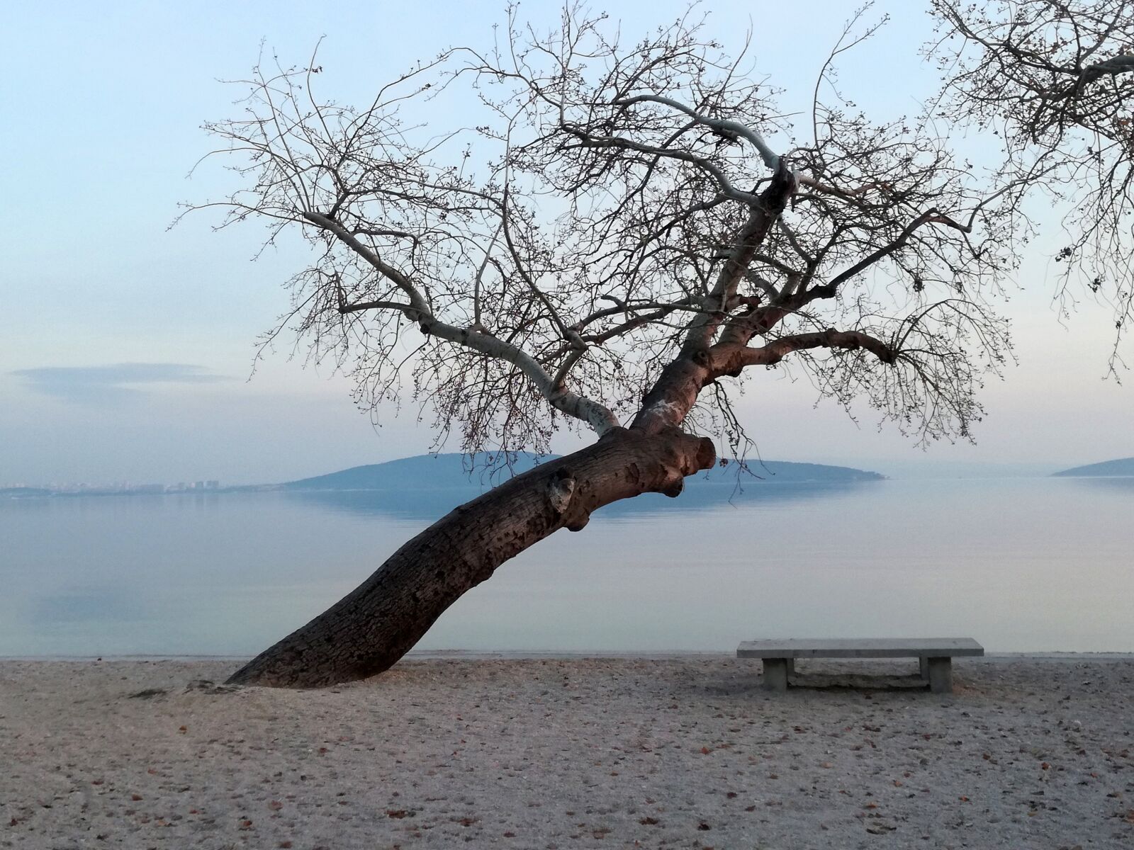 HUAWEI P9 LITE sample photo. Tree, beach, bench photography