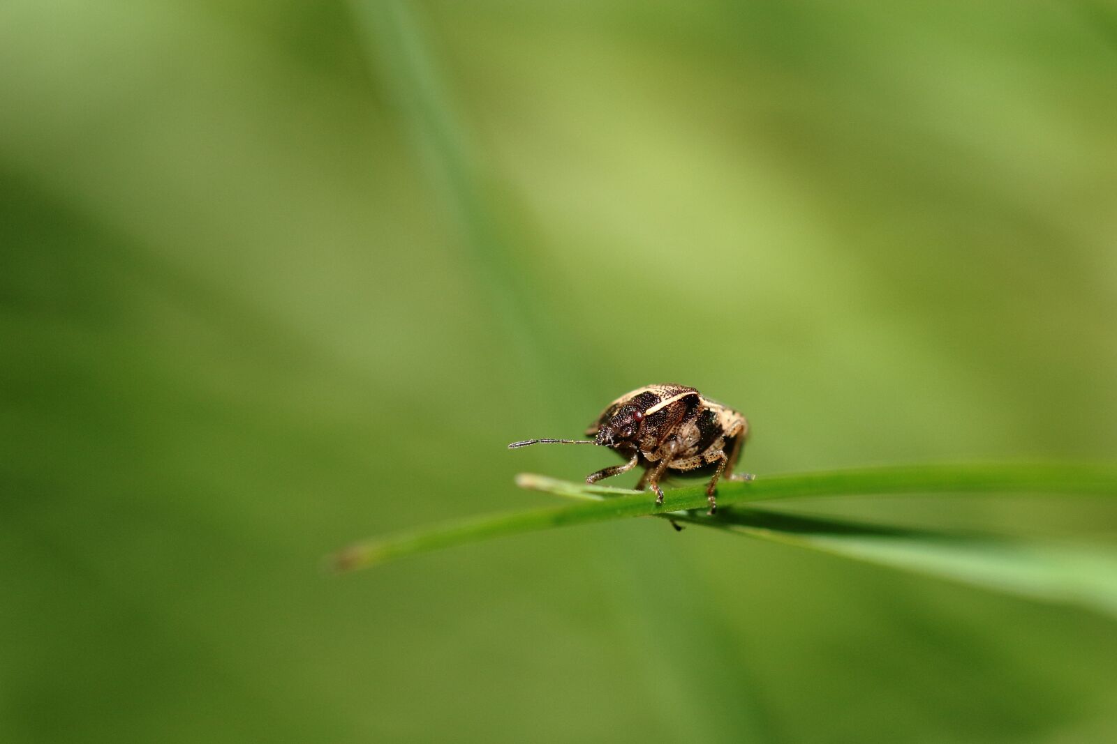 Canon EOS 60D sample photo. Macro, green, insect photography
