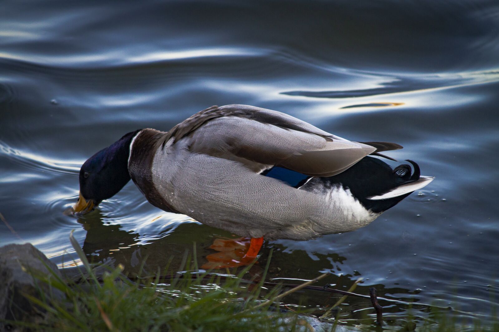 Canon EOS 7D + Canon EF-S 55-250mm F4-5.6 IS sample photo. Duck, water, mallard photography