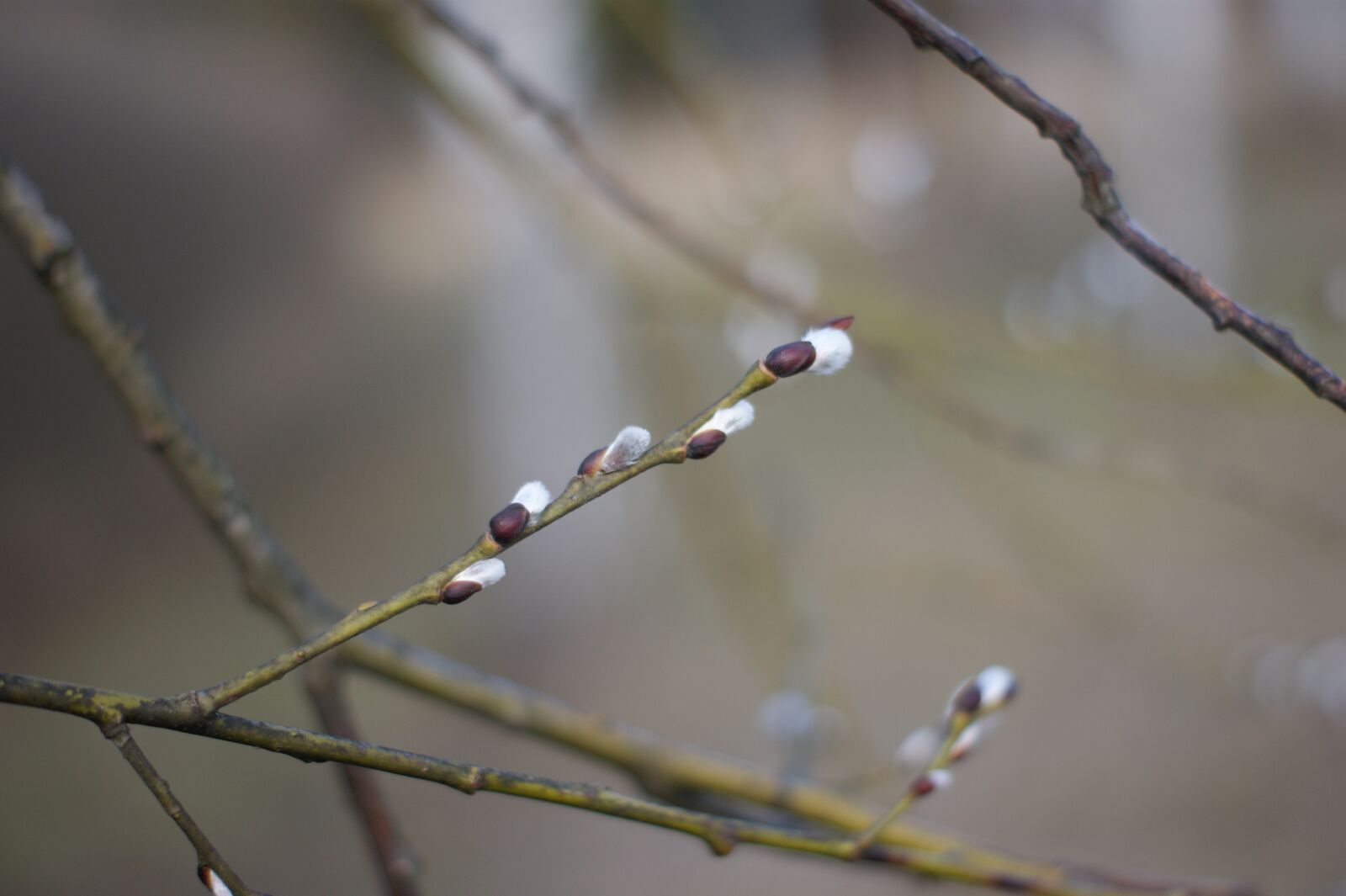 Sony Alpha DSLR-A390 sample photo. The basis of, branches photography