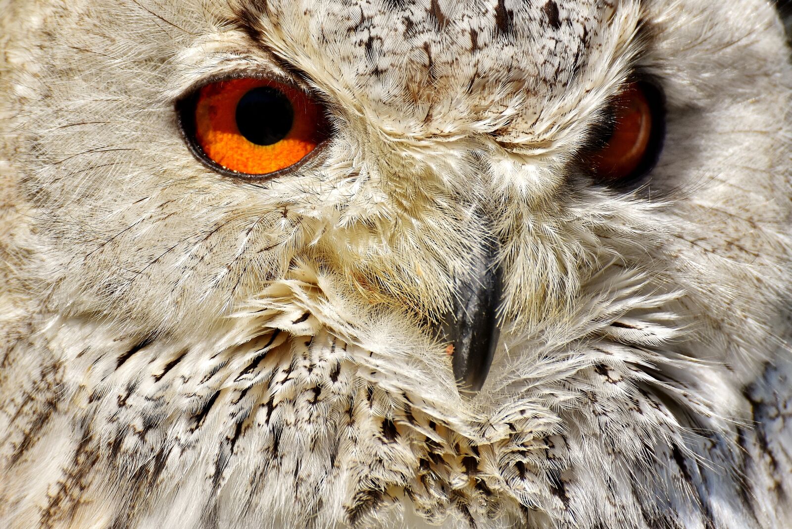 Nikon D7200 sample photo. Owl, wildpark poing, bird photography