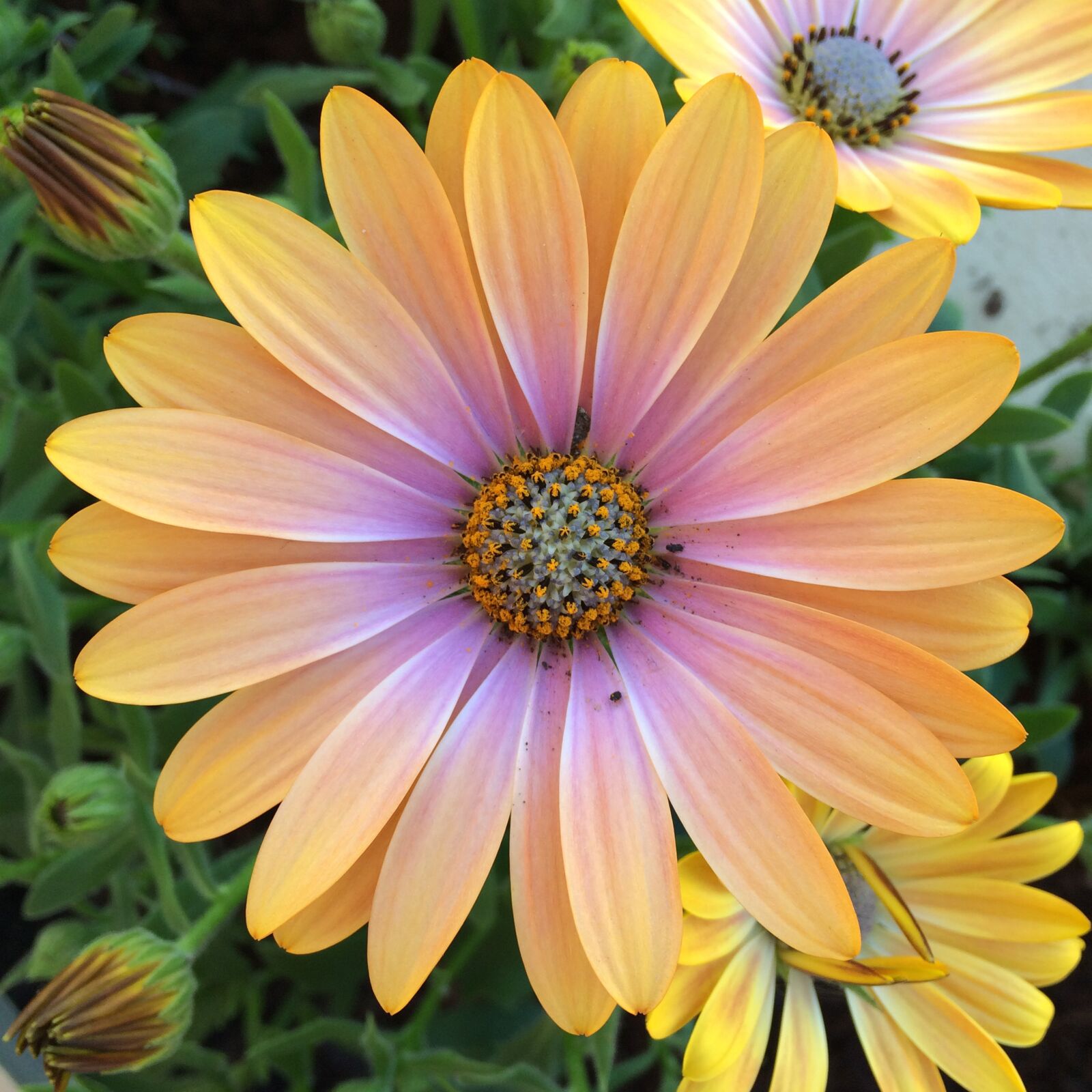 iPhone 5s back camera 4.15mm f/2.2 sample photo. Flowers, san isidro, san photography