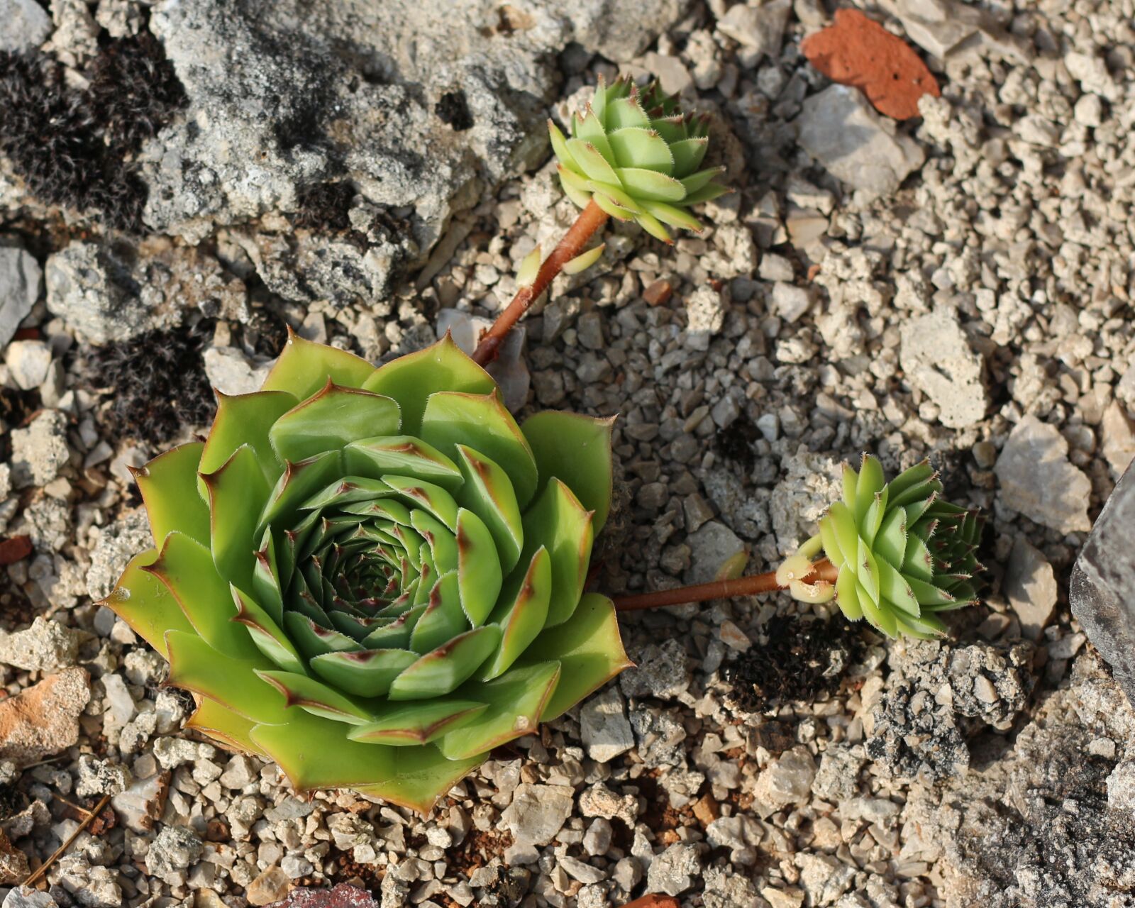 Canon EOS 700D (EOS Rebel T5i / EOS Kiss X7i) + Canon EF 50mm F1.8 STM sample photo. Succulents, hens and chicks photography