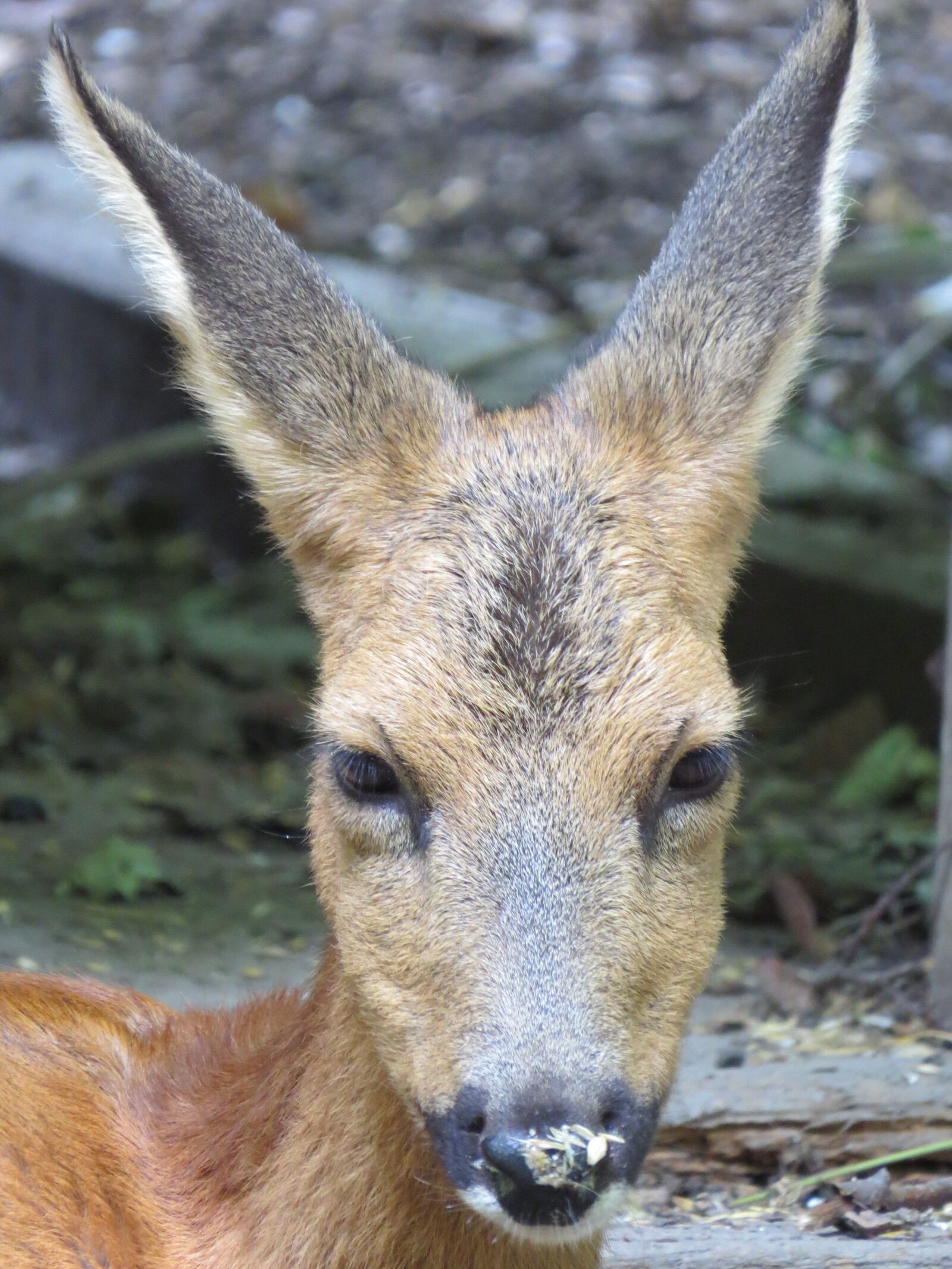 Canon PowerShot SX50 HS sample photo. Roe deer, portrait, wildlife photography