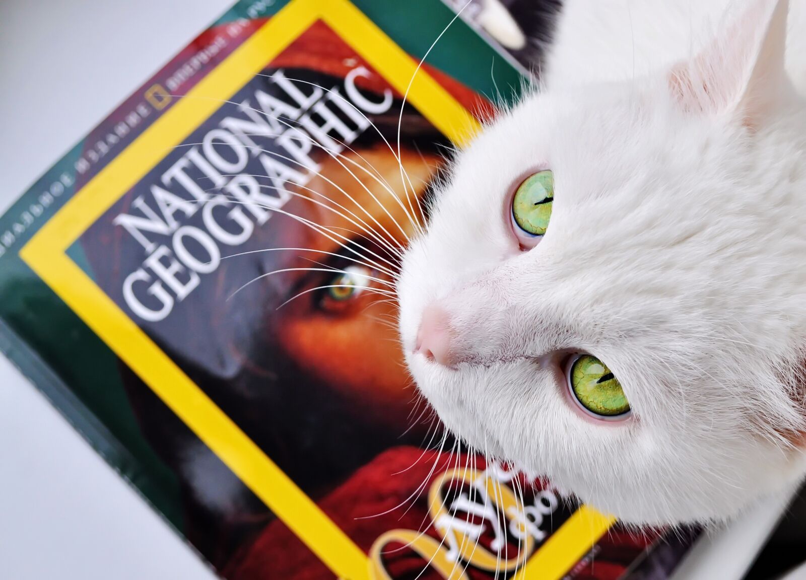 Nikon D5000 sample photo. Cat's eyes, cat, animal photography