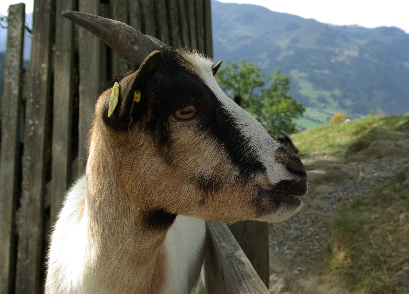 Samsung GX-10 sample photo. Goat, pet, kid photography