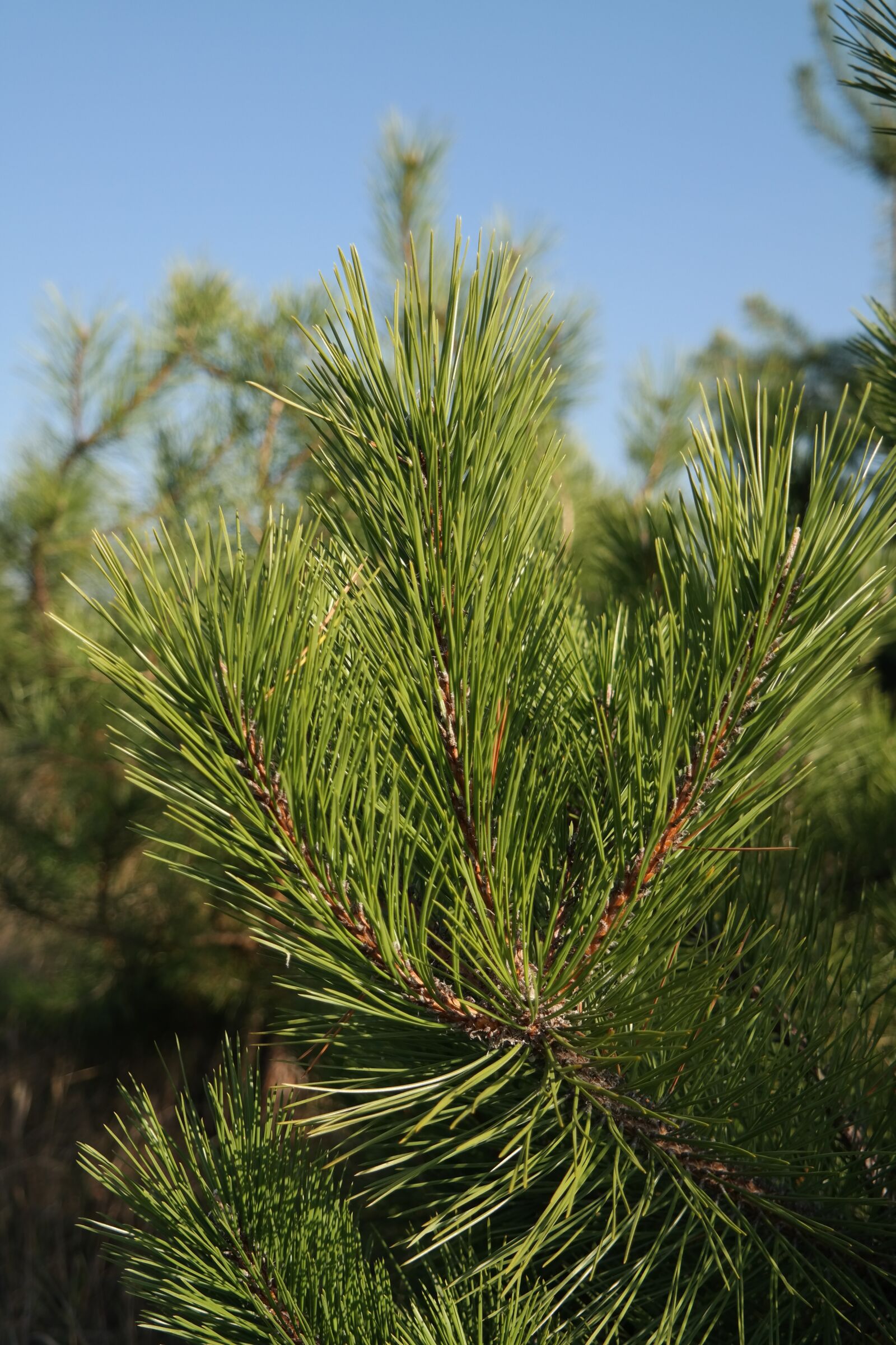 Samsung NX300 sample photo. Pine, branch, conifer tree photography