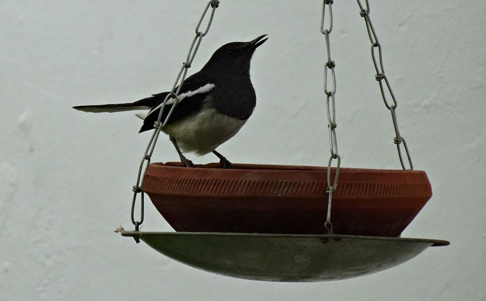Sony DSC-WX800 sample photo. Bird, magpie, robin photography