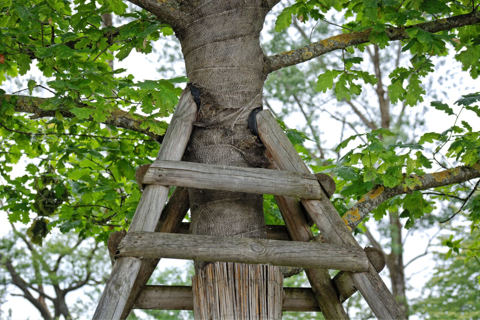55.0-200.0mm f/4.0-f/5.6 sample photo. Support, tree support, containing photography