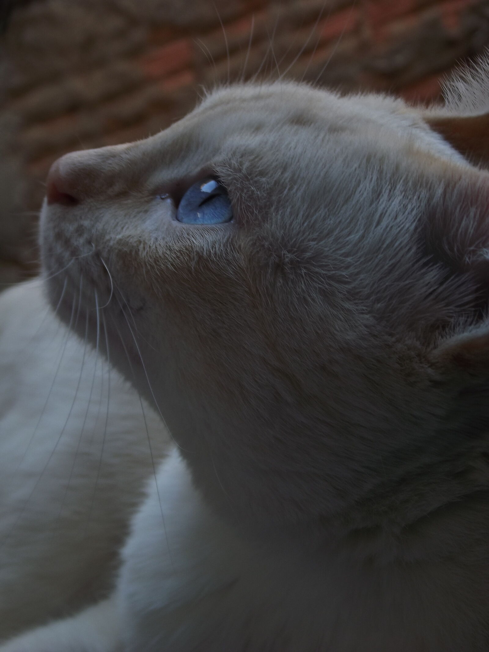 Fujifilm FinePix S2980 sample photo