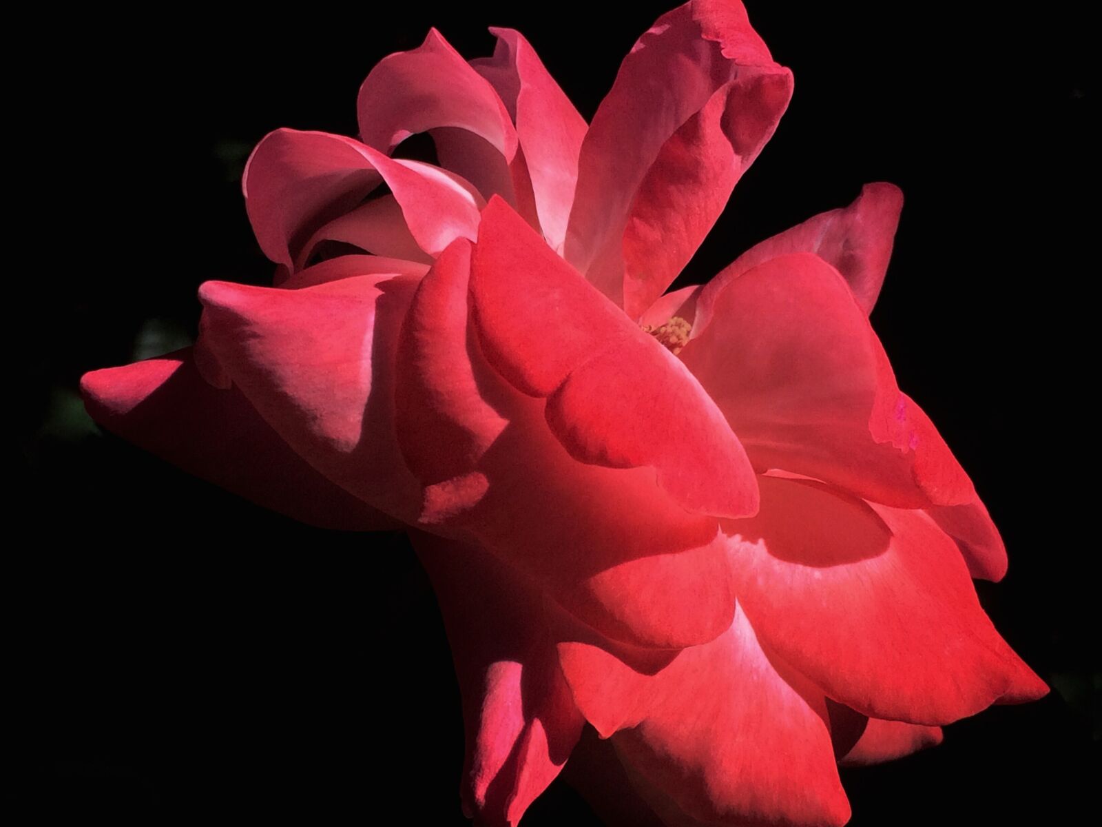 Apple iPhone 5s sample photo. Flower, red rose, garden photography