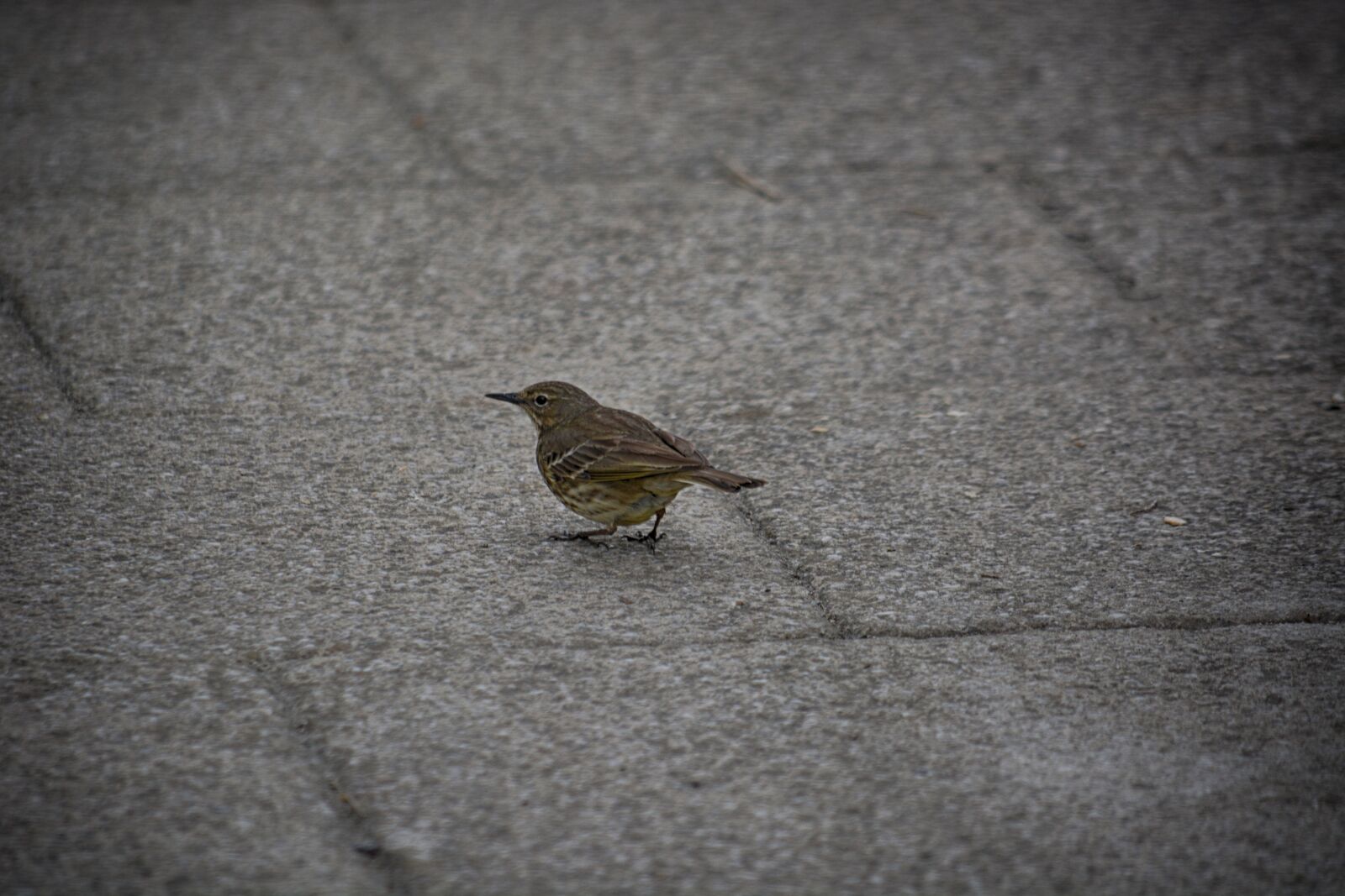 Nikon D5200 sample photo. Animalier, faune, la, nature photography